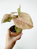 Syngonium podophyllum 'Neon Robusta'