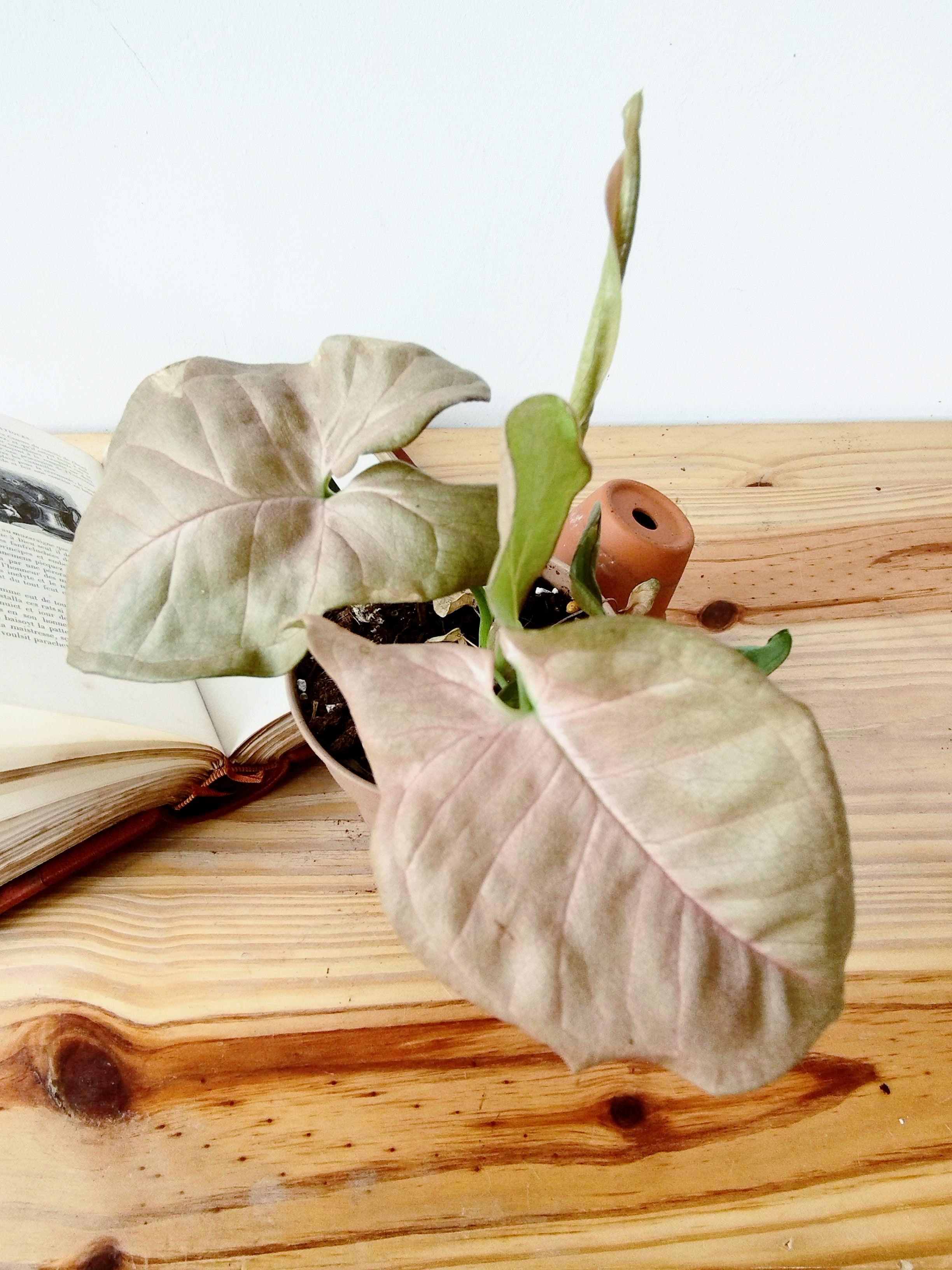 Syngonium podophyllum 'Neon Robusta'