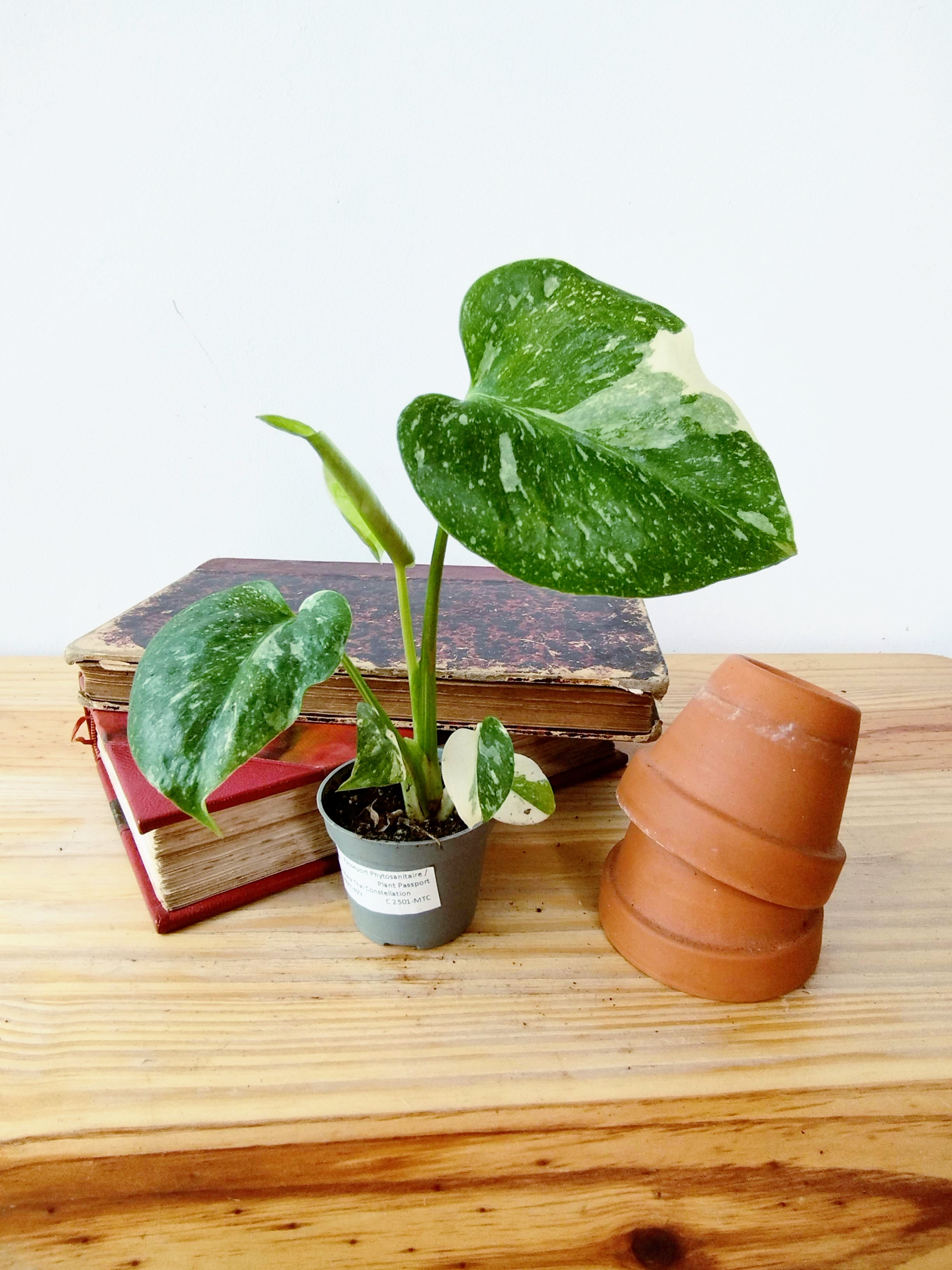 Monstera 'Thaï Constellation'