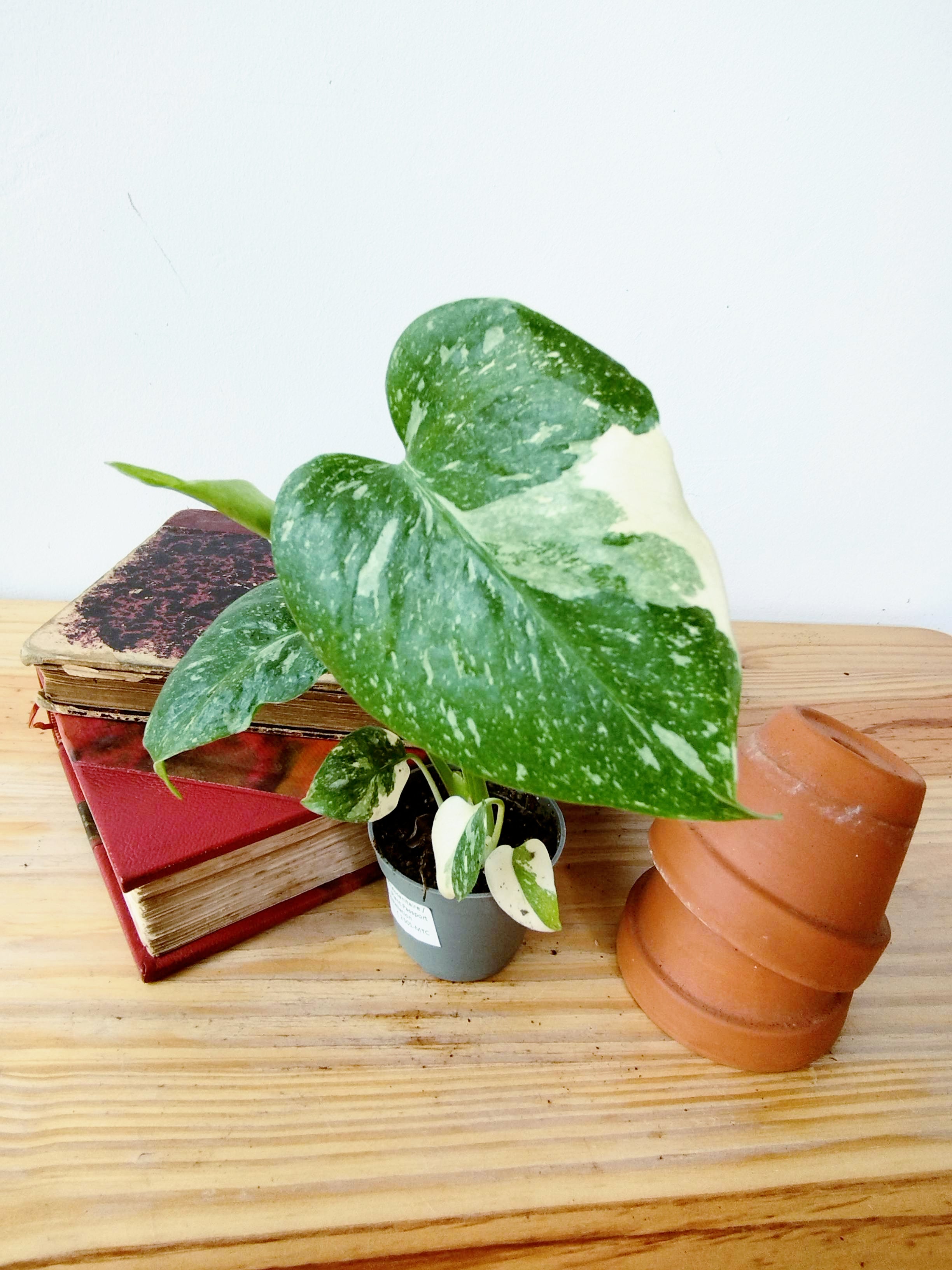Monstera 'Thaï Constellation'