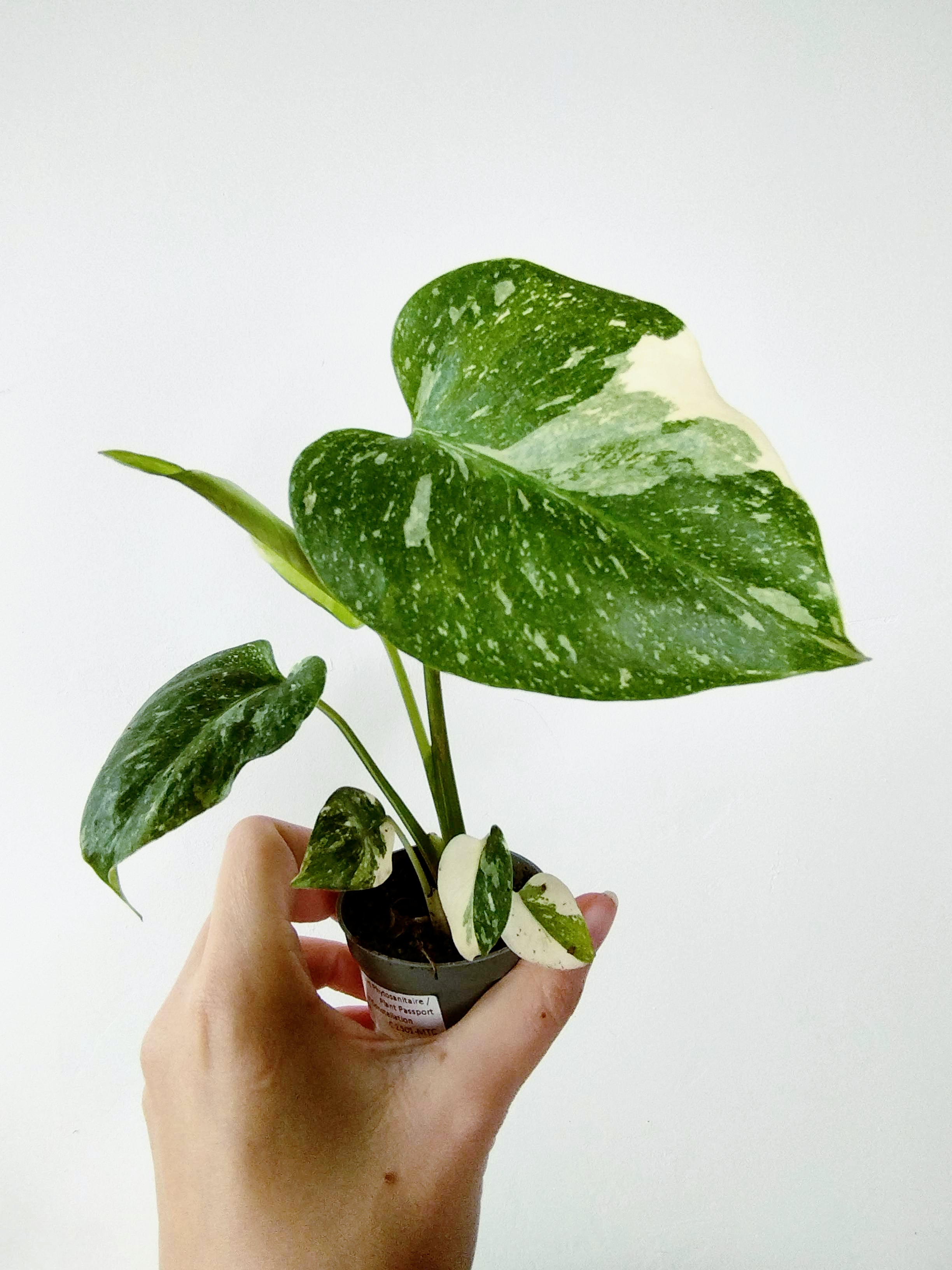 Monstera 'Thaï Constellation'