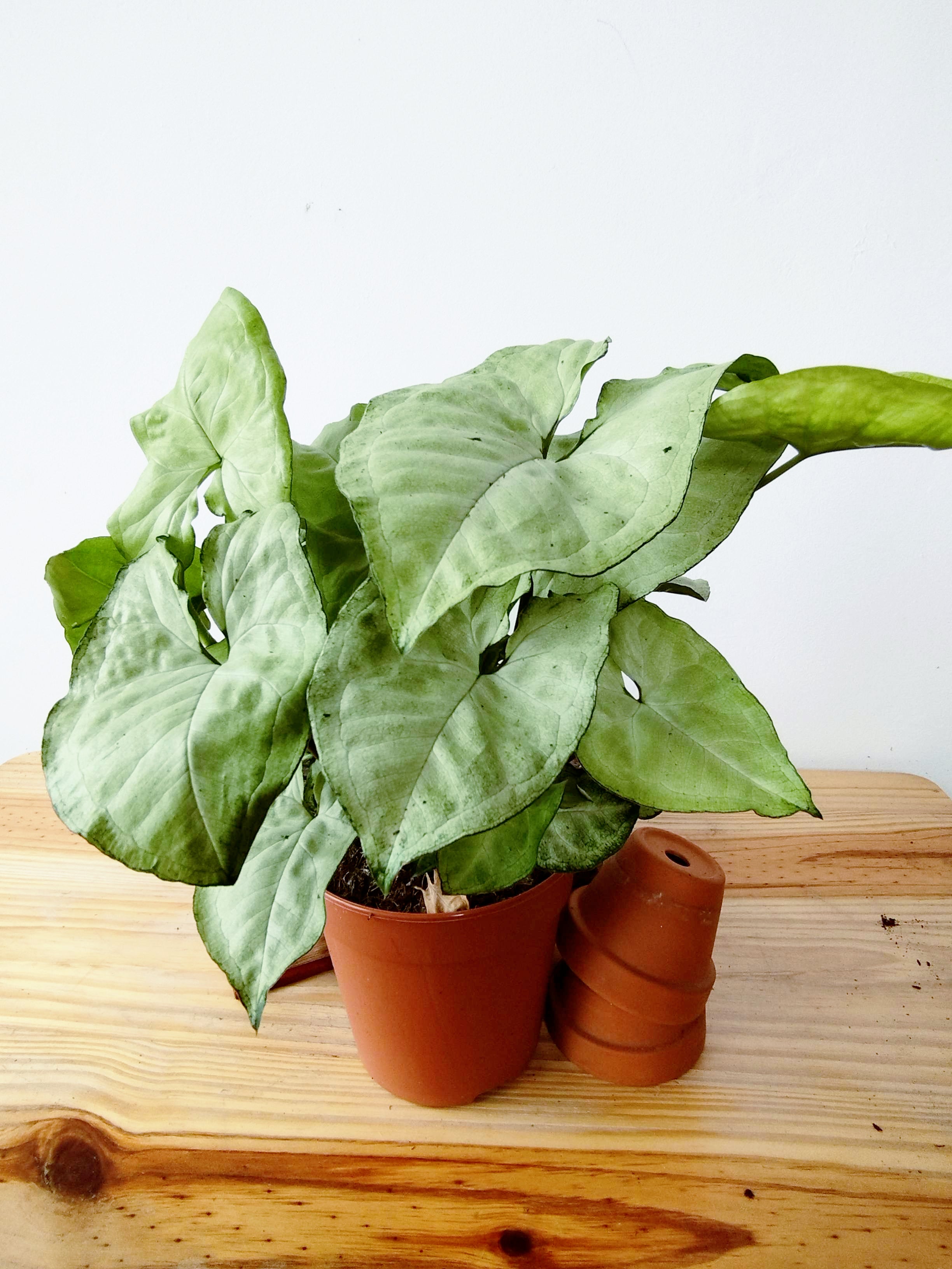 Syngonium podophyllum "Holly"