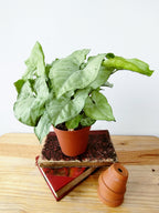 Syngonium podophyllum "Holly"