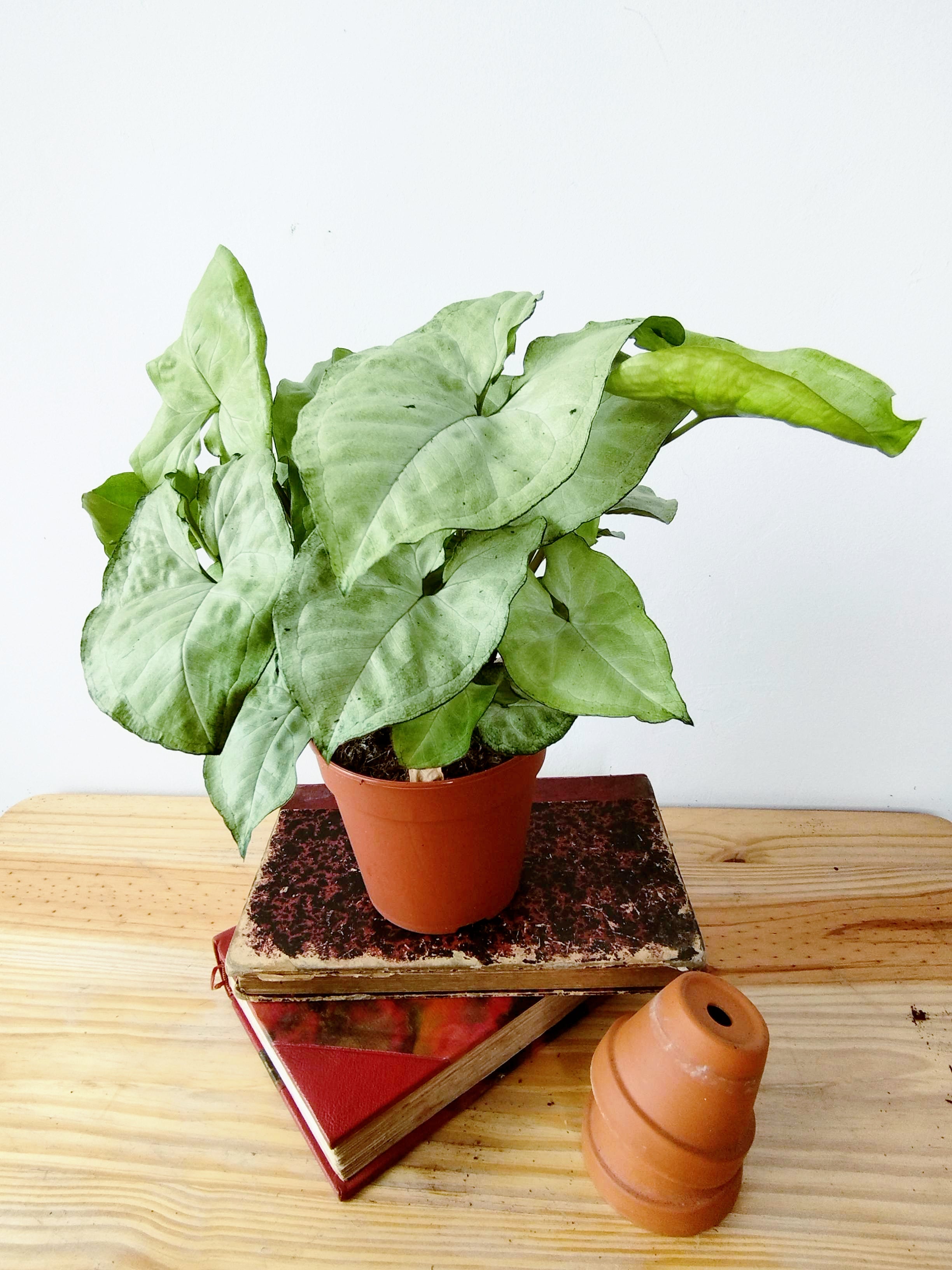 Syngonium podophyllum "Holly"