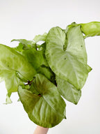 Syngonium podophyllum "Holly"