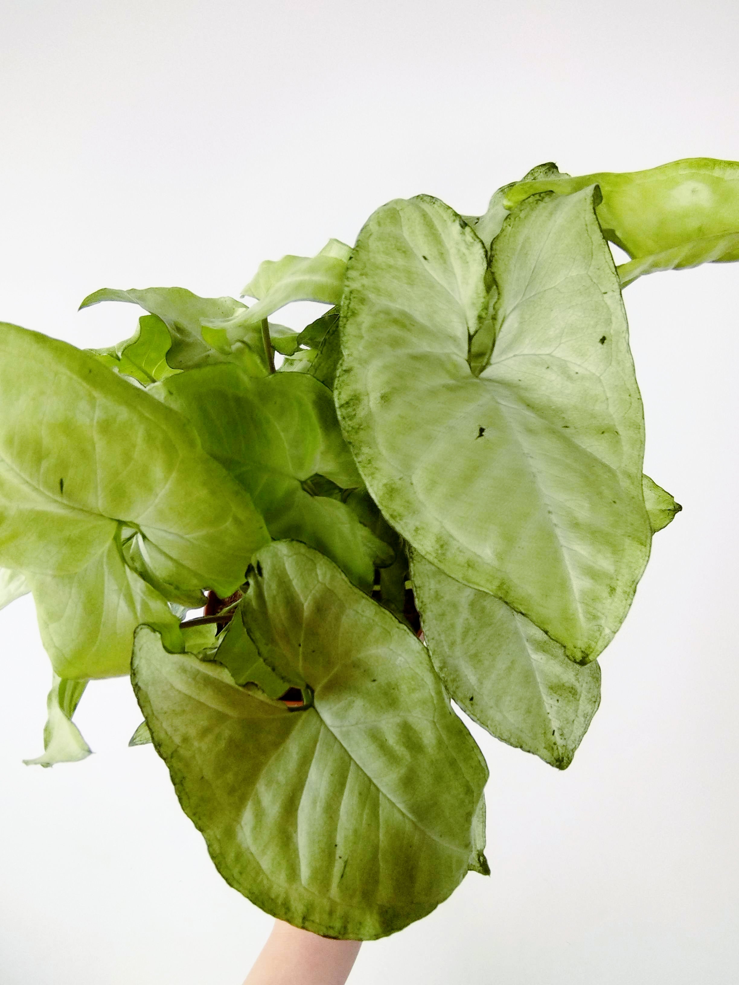 Syngonium podophyllum "Holly"