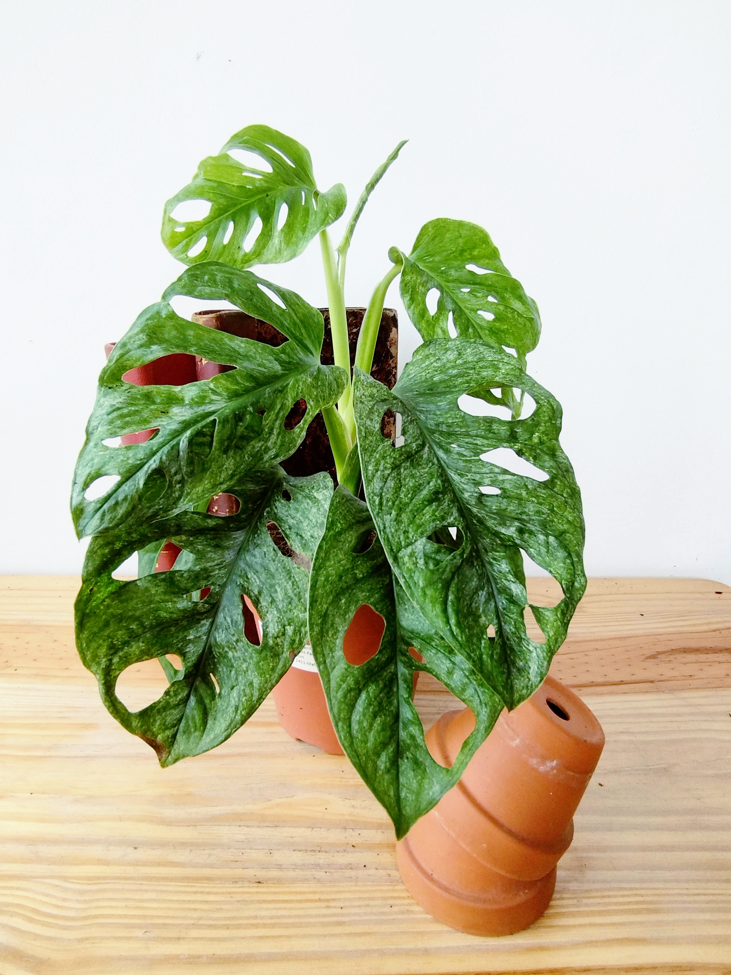 Monstera adansonii Mint
