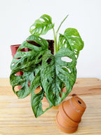 Monstera adansonii Mint