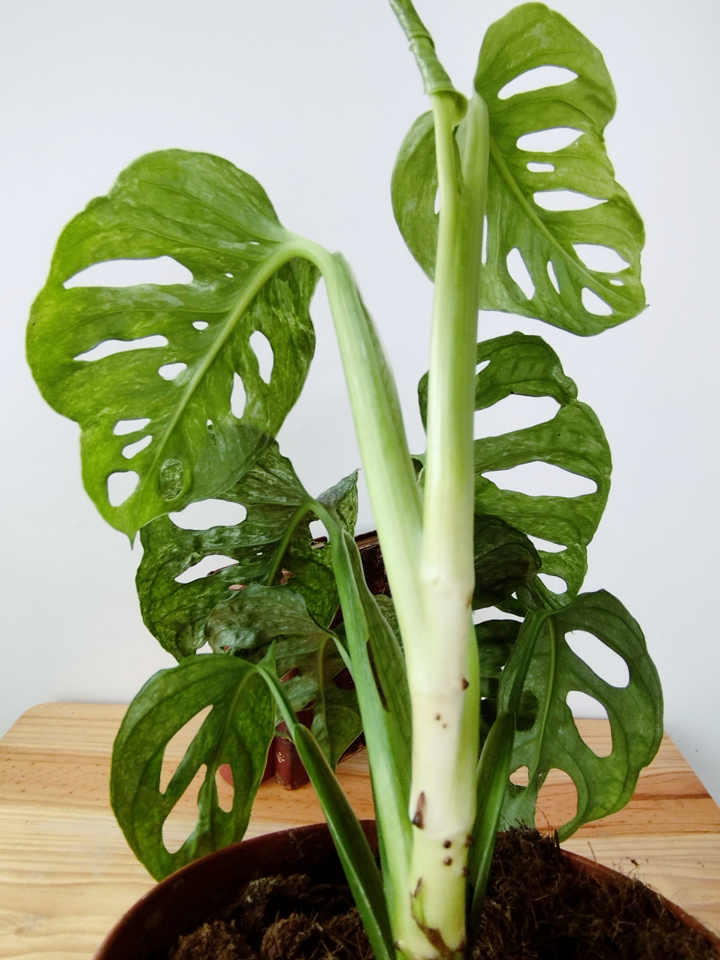 Monstera adansonii Mint