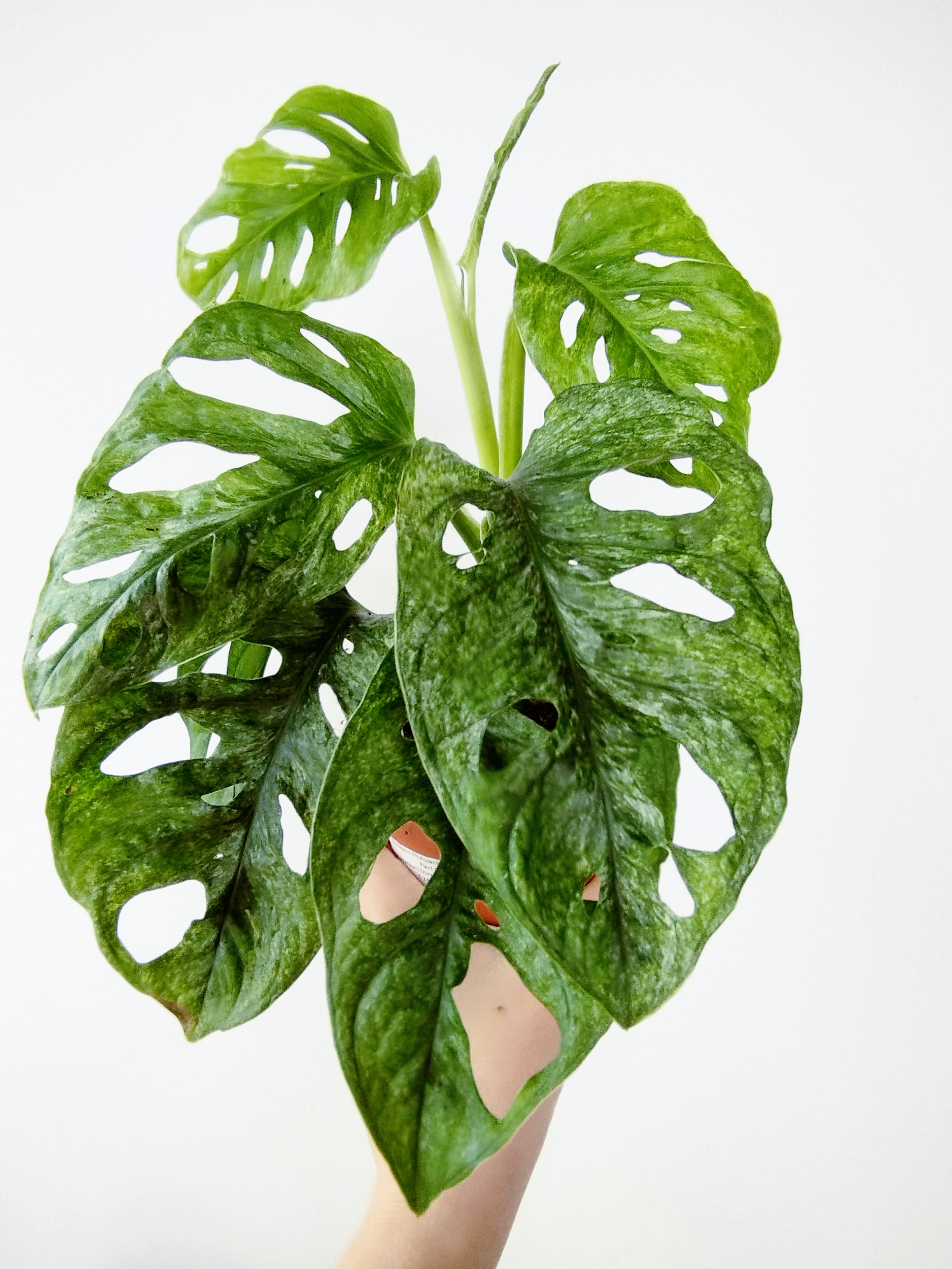 Monstera adansonii Mint