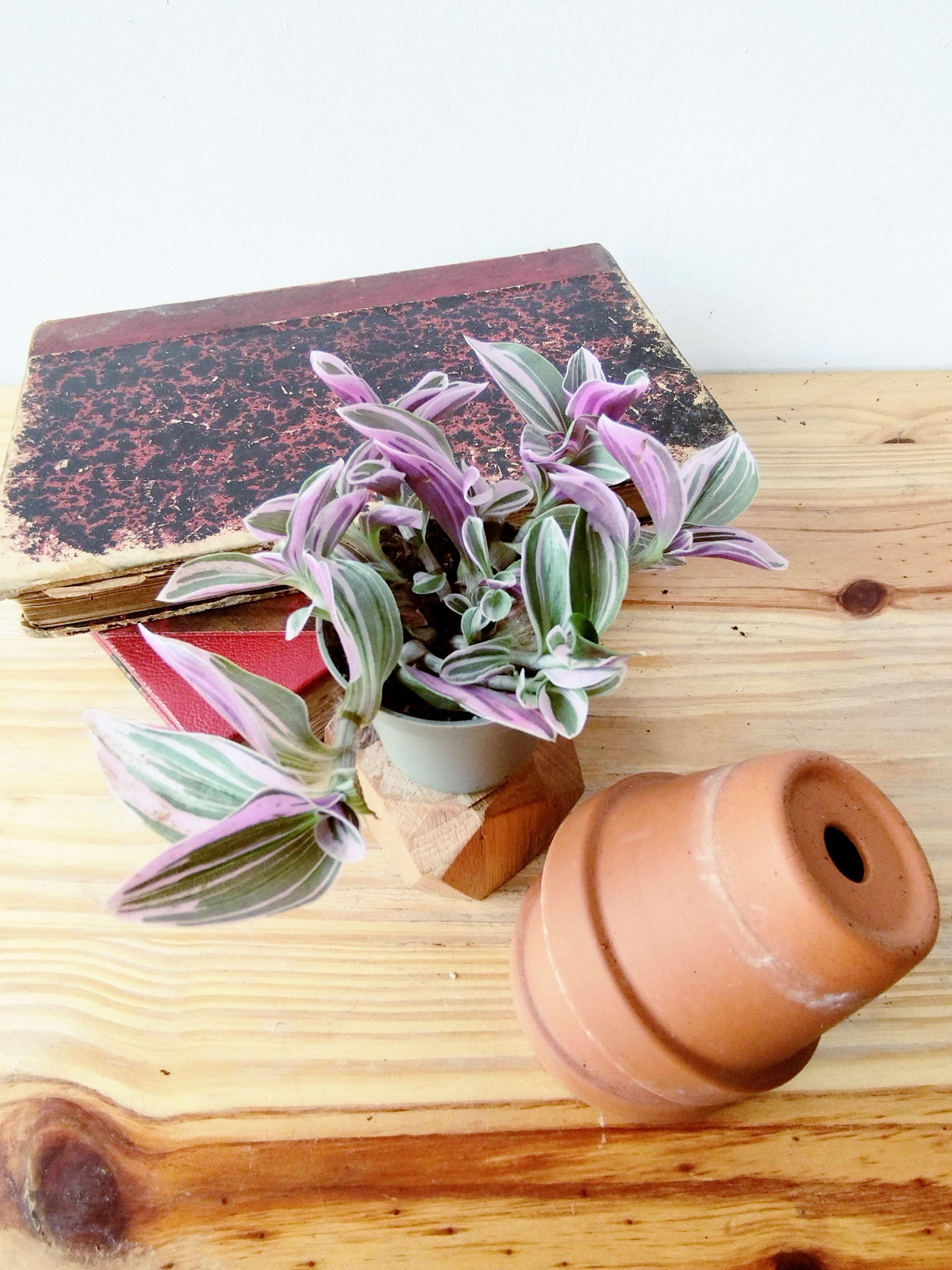 Tradescantia sp EC-TRADE-2011 'Sweetness'