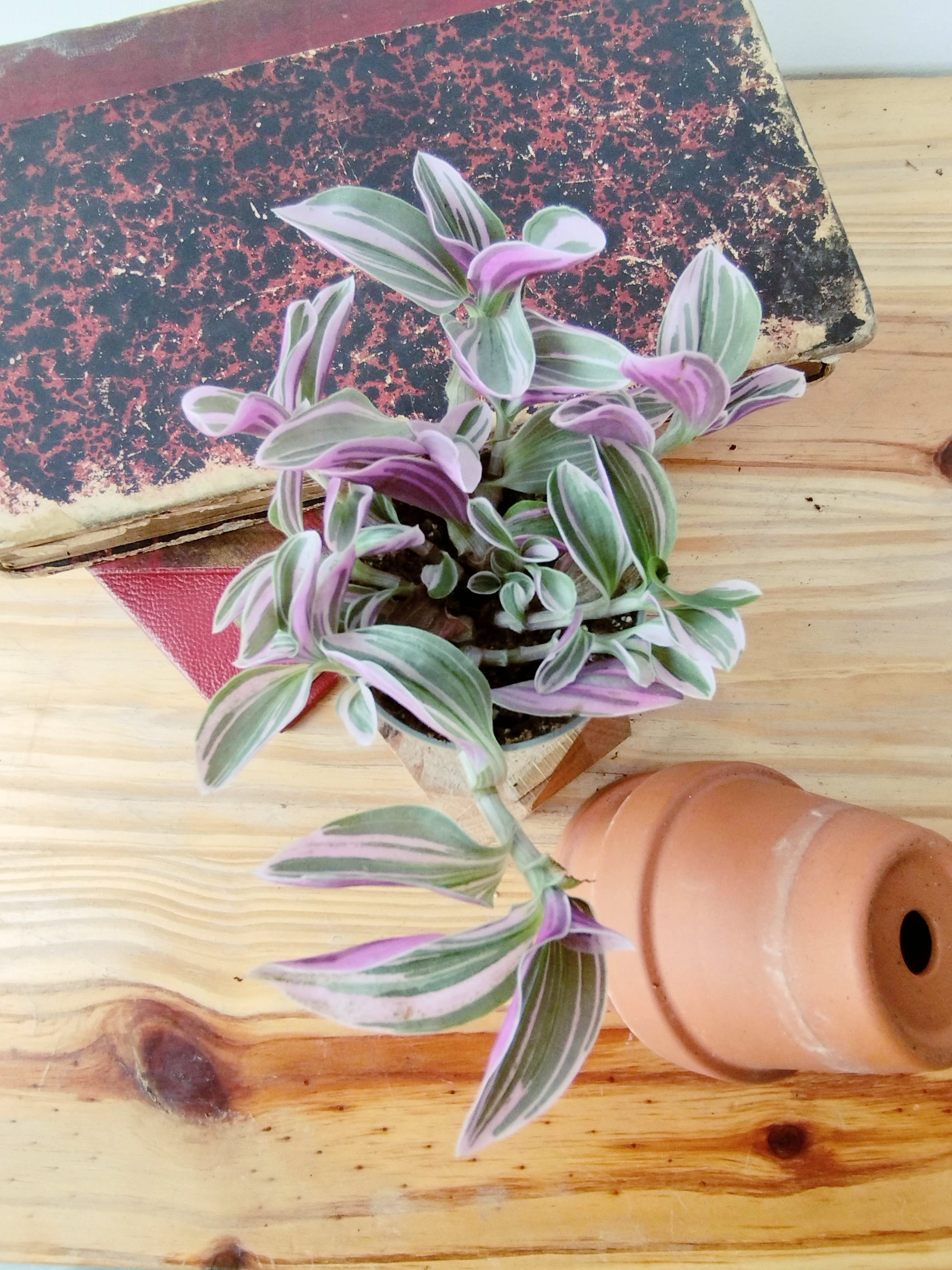 Tradescantia sp EC-TRADE-2011 'Sweetness'