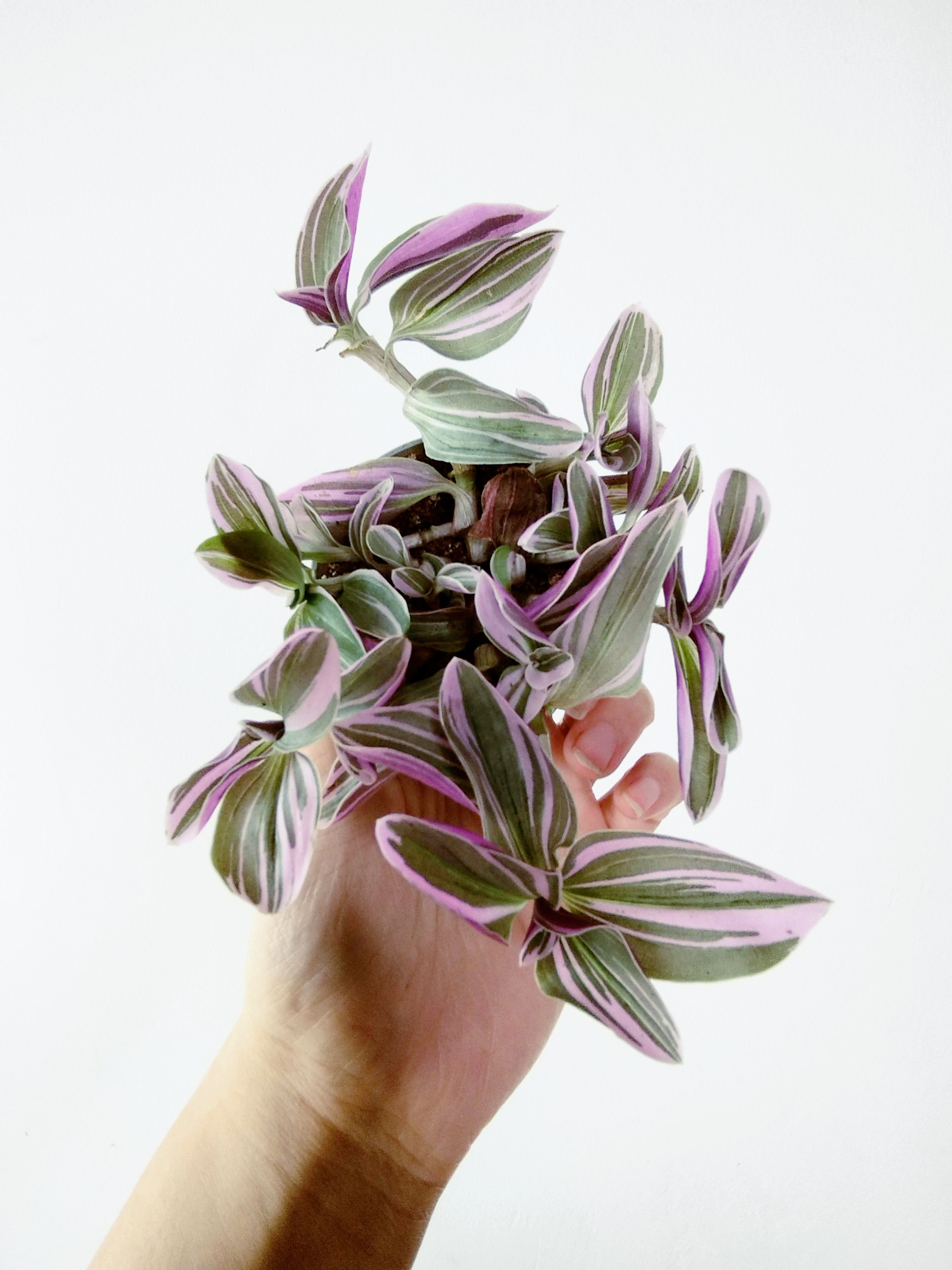 Tradescantia sp EC-TRADE-2011 'Sweetness'