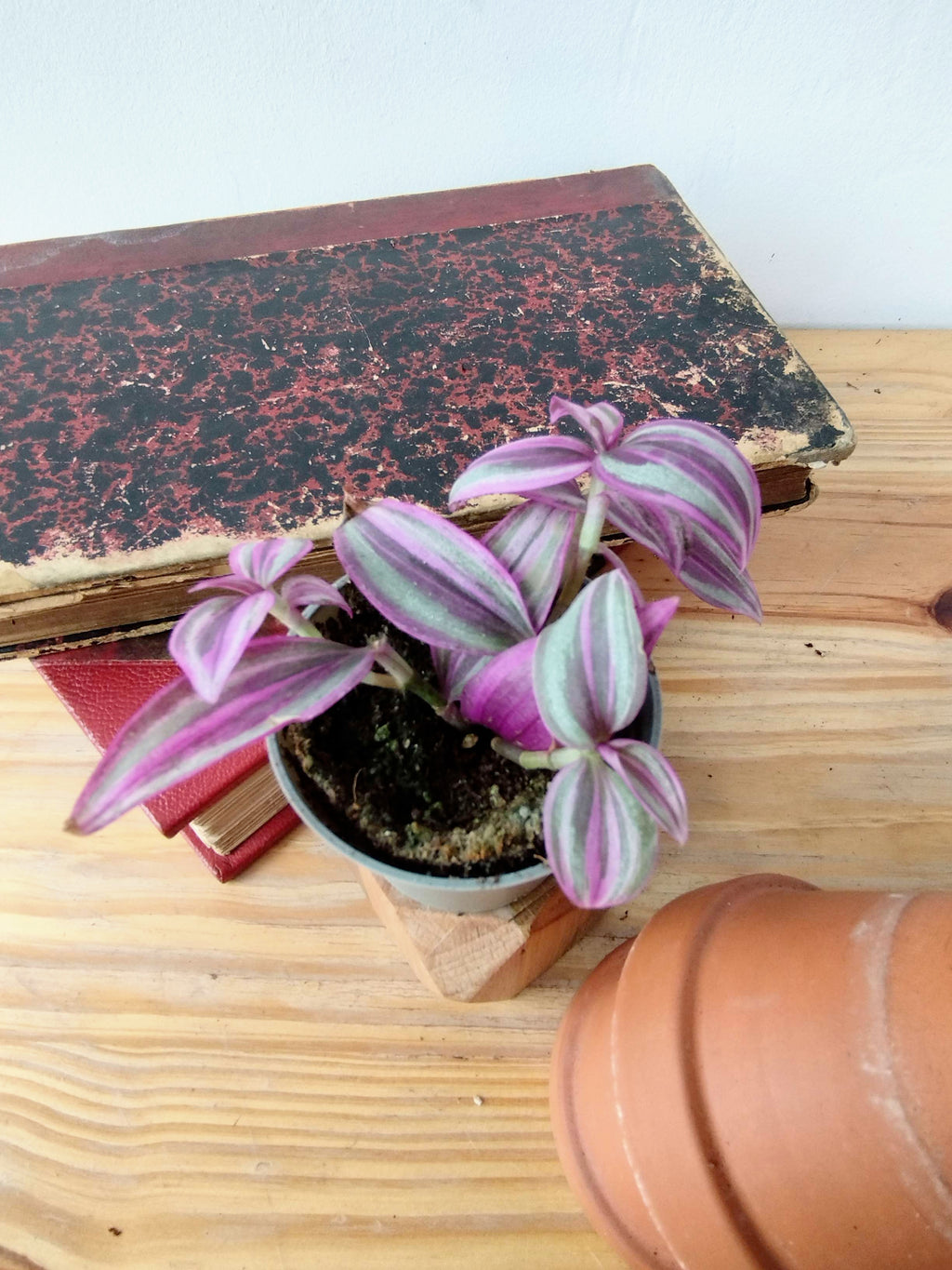 Tradescantia zebrina 'Pink Paradise'