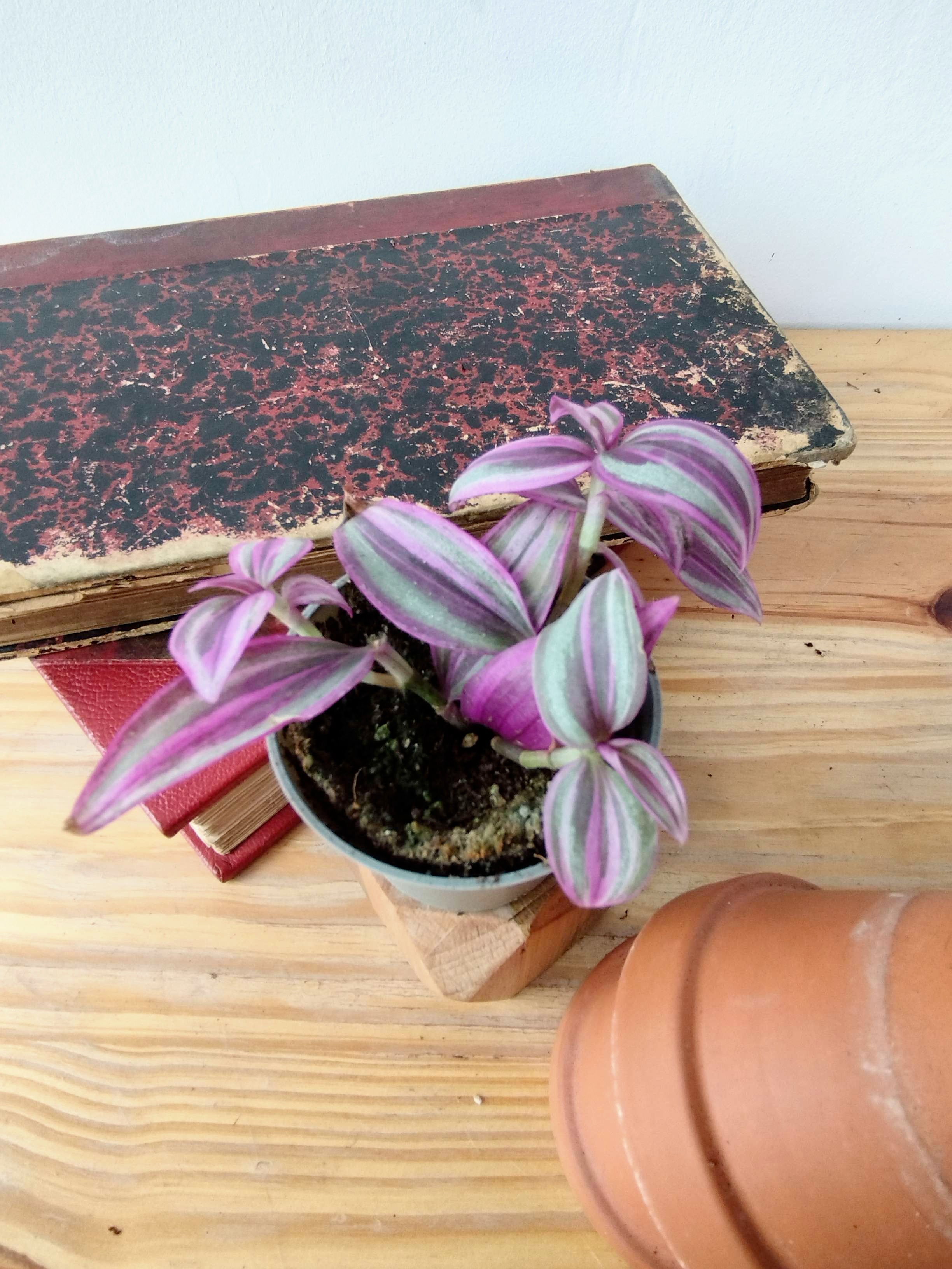 Tradescantia zebrina 'Pink Paradise'