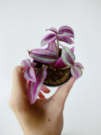 Tradescantia zebrina 'Pink Paradise'