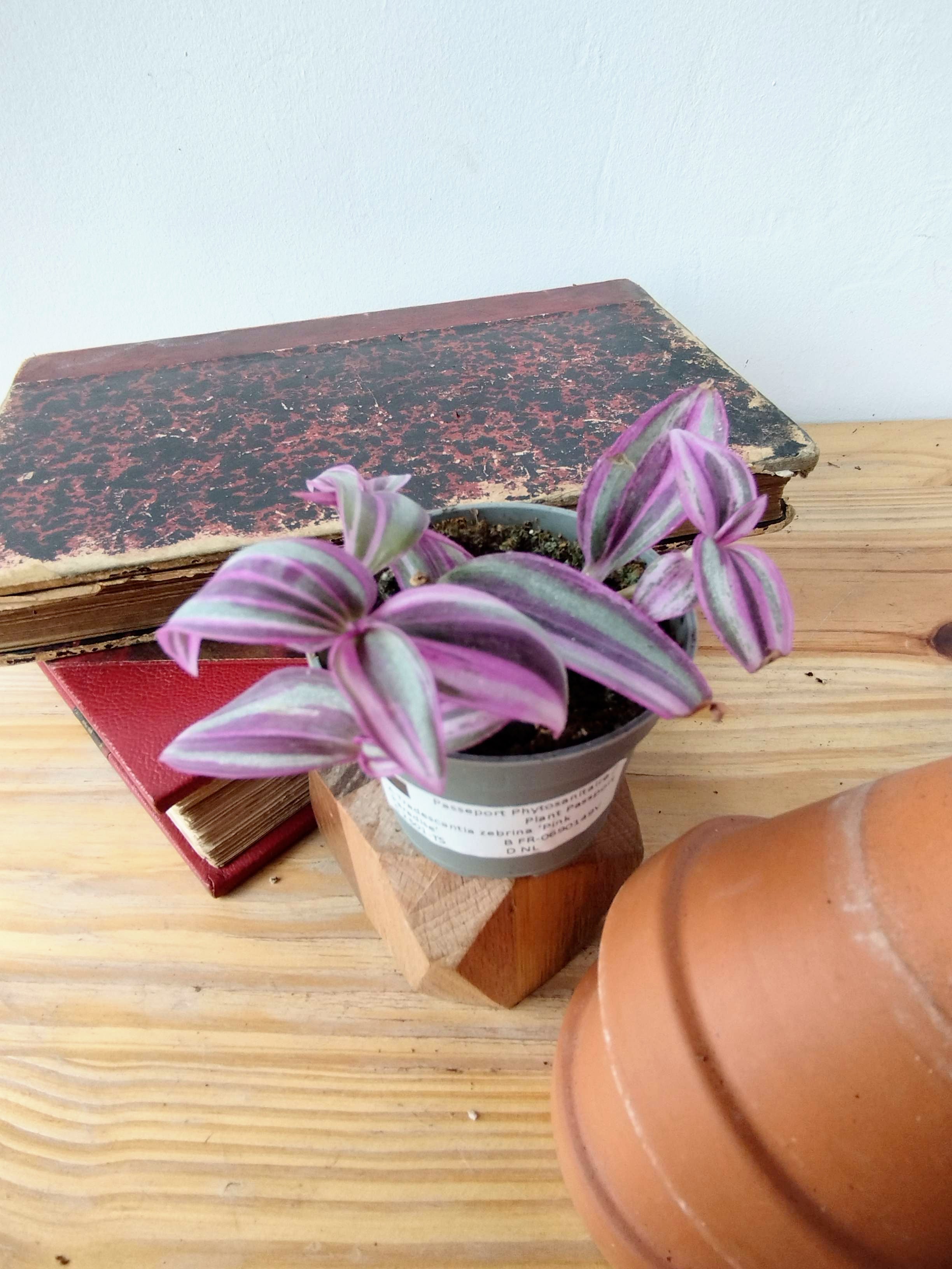 Tradescantia zebrina 'Pink Paradise'