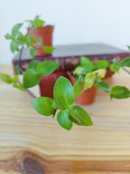 Tradescantia fluminensis 'Green Hill'
