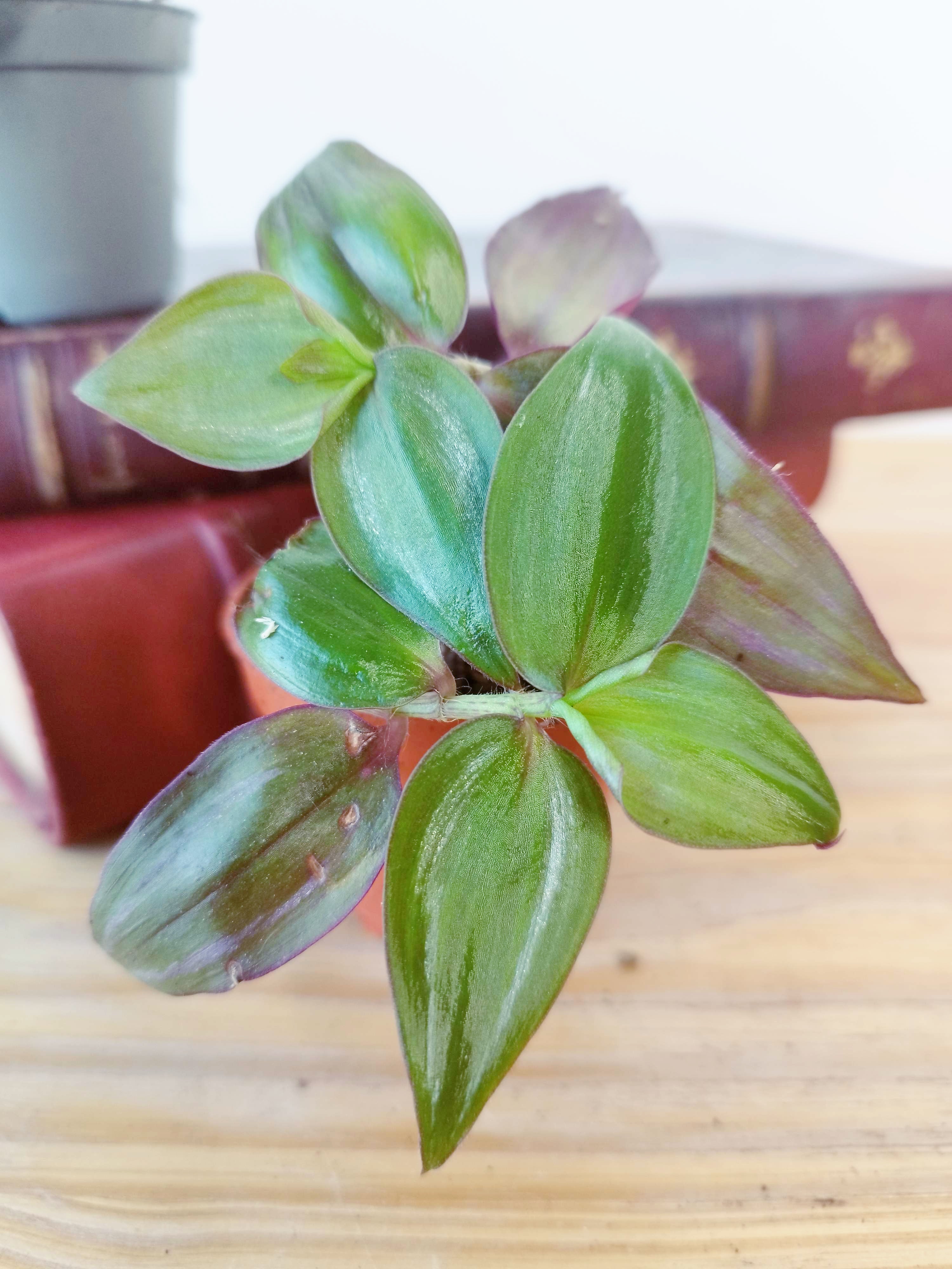 Tradescantia zebrina 'Flame Dance'