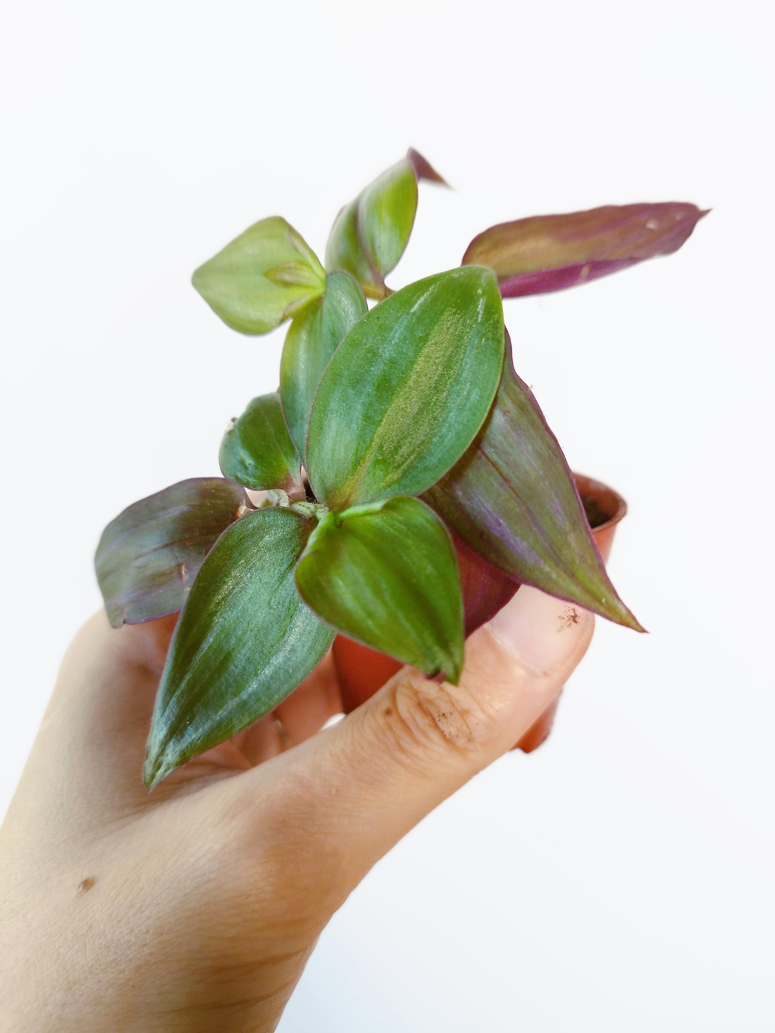 Tradescantia zebrina 'Flame Dance'