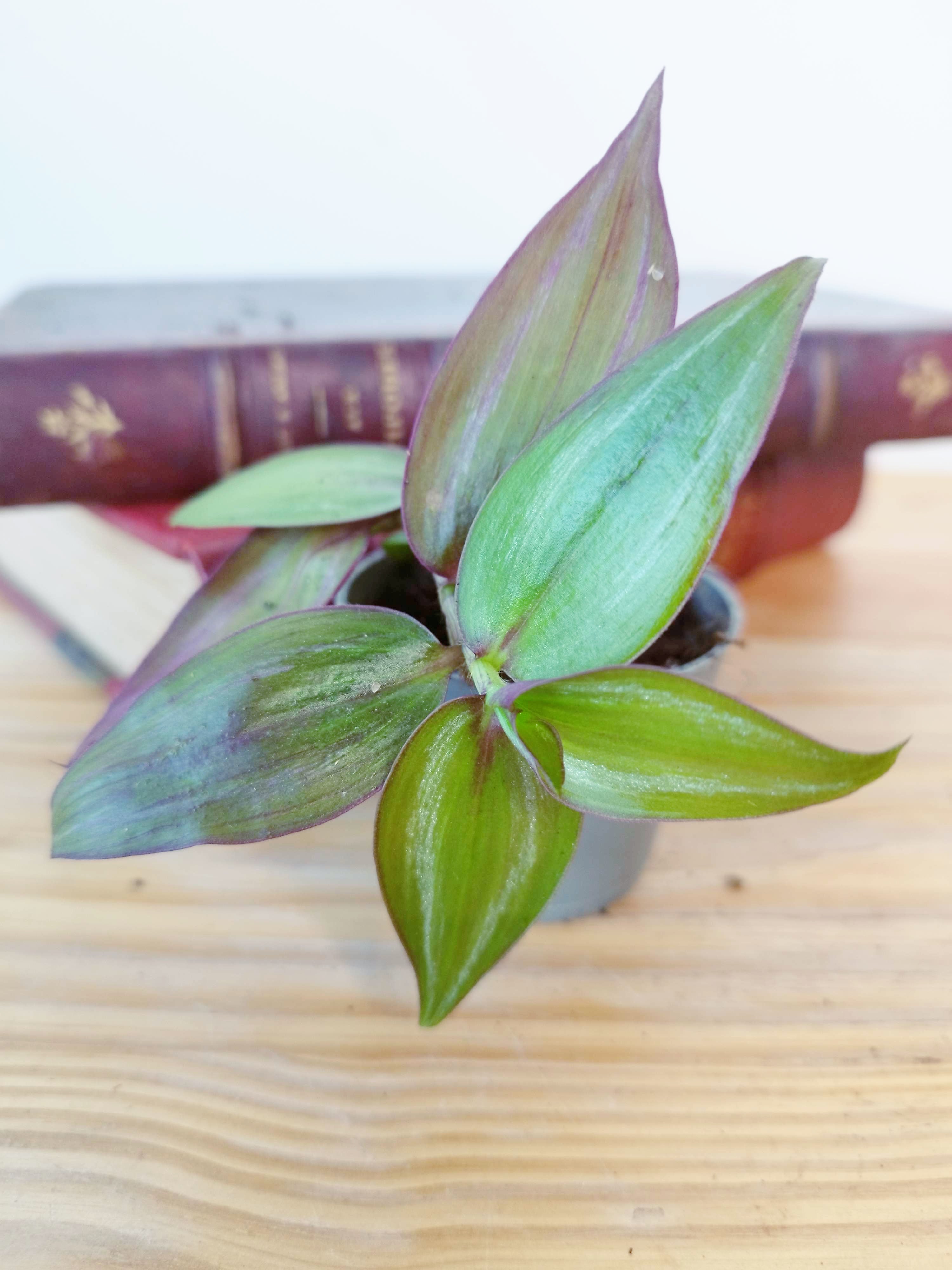 Tradescantia zebrina 'Flame Dance'