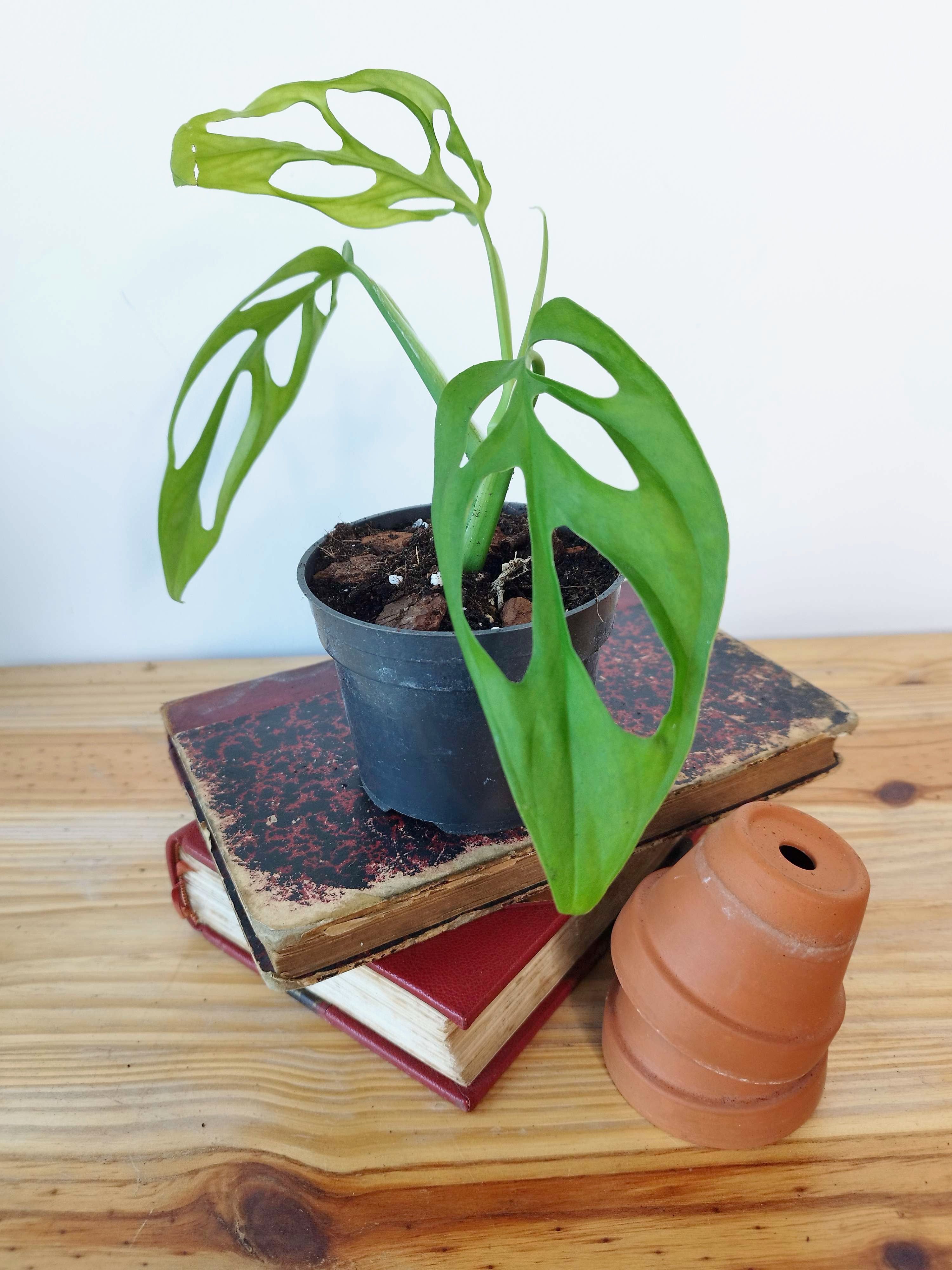 Monstera obliqua 'El Oro'