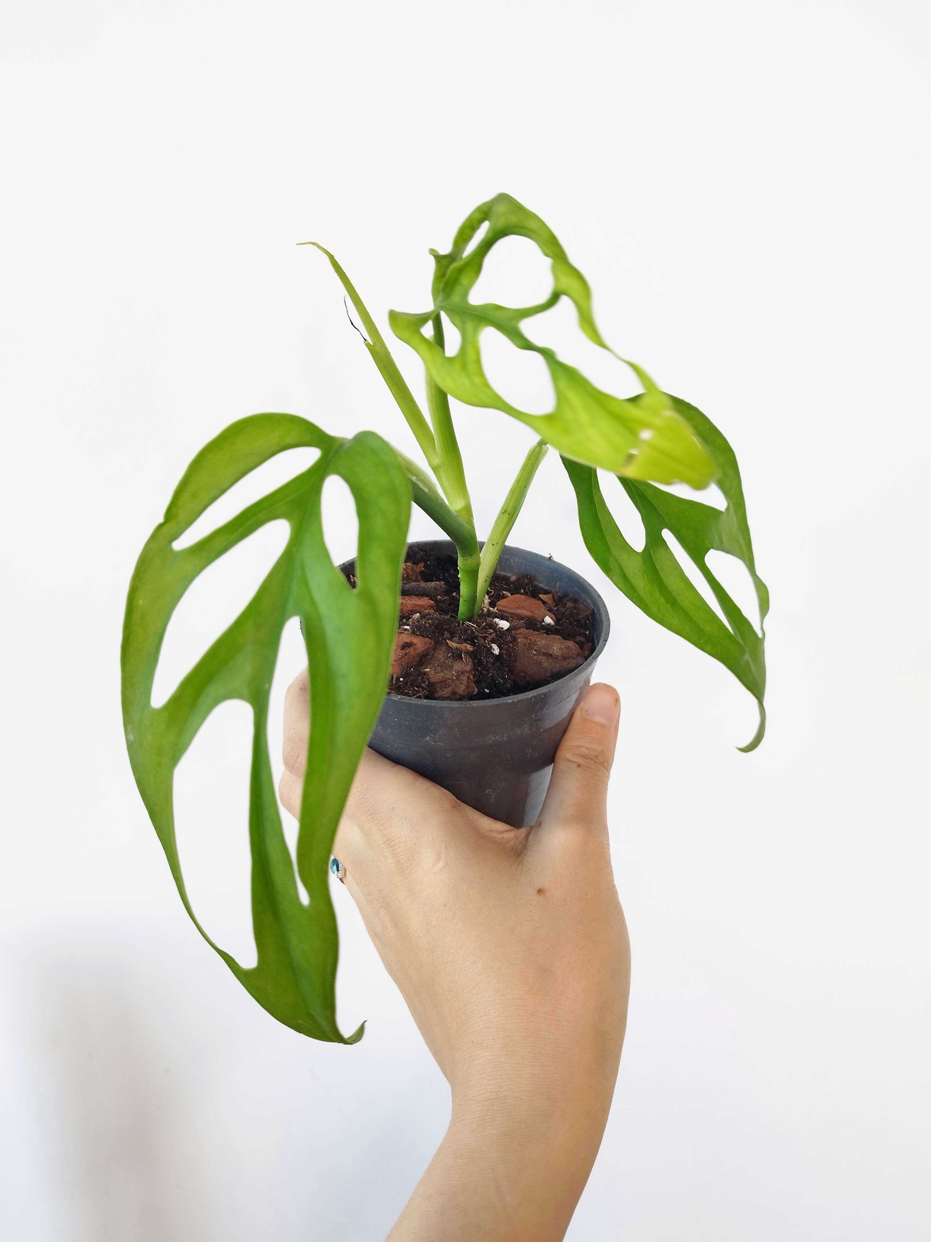 Monstera obliqua 'El Oro'