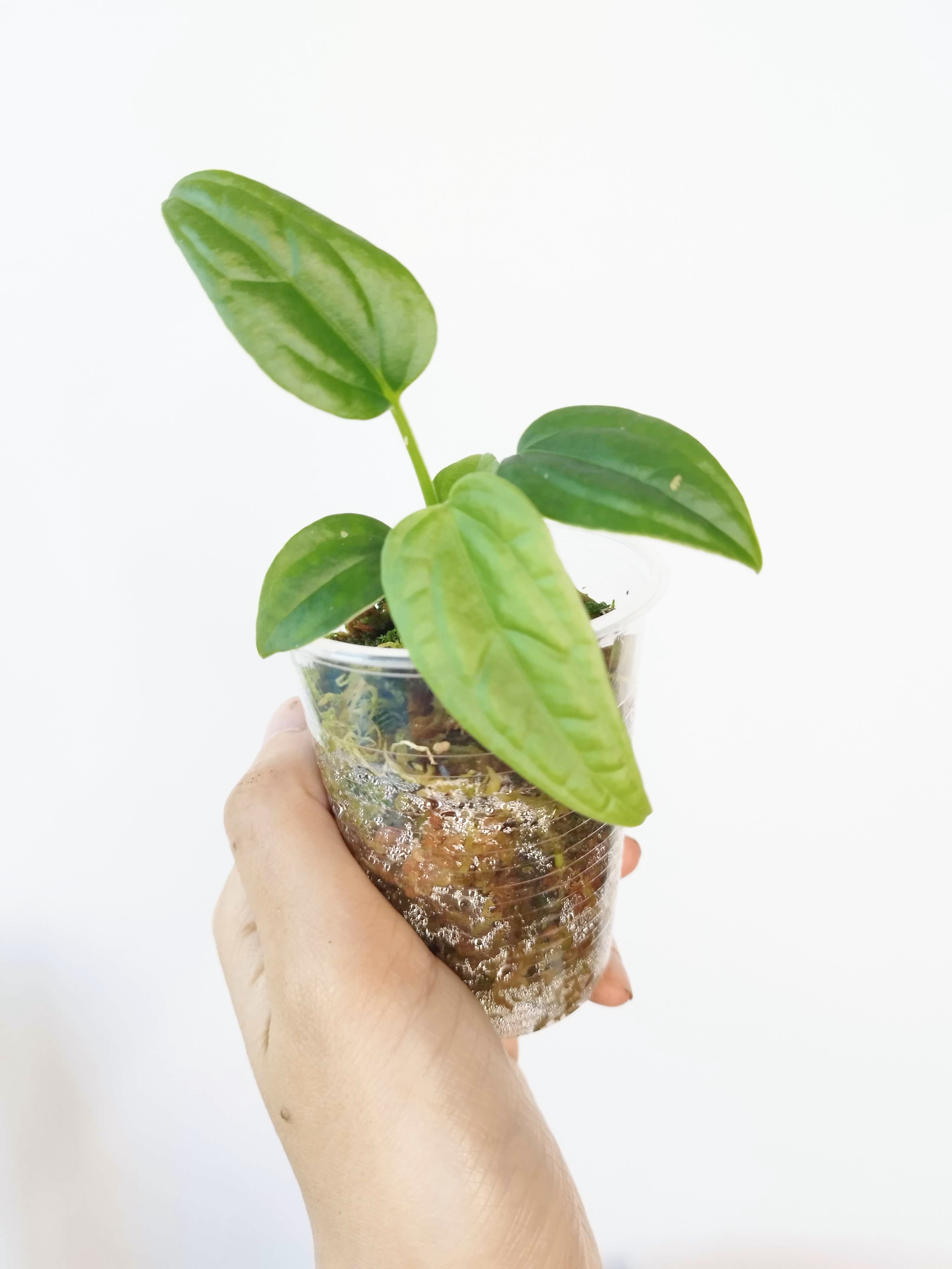 Anthurium lapoanum