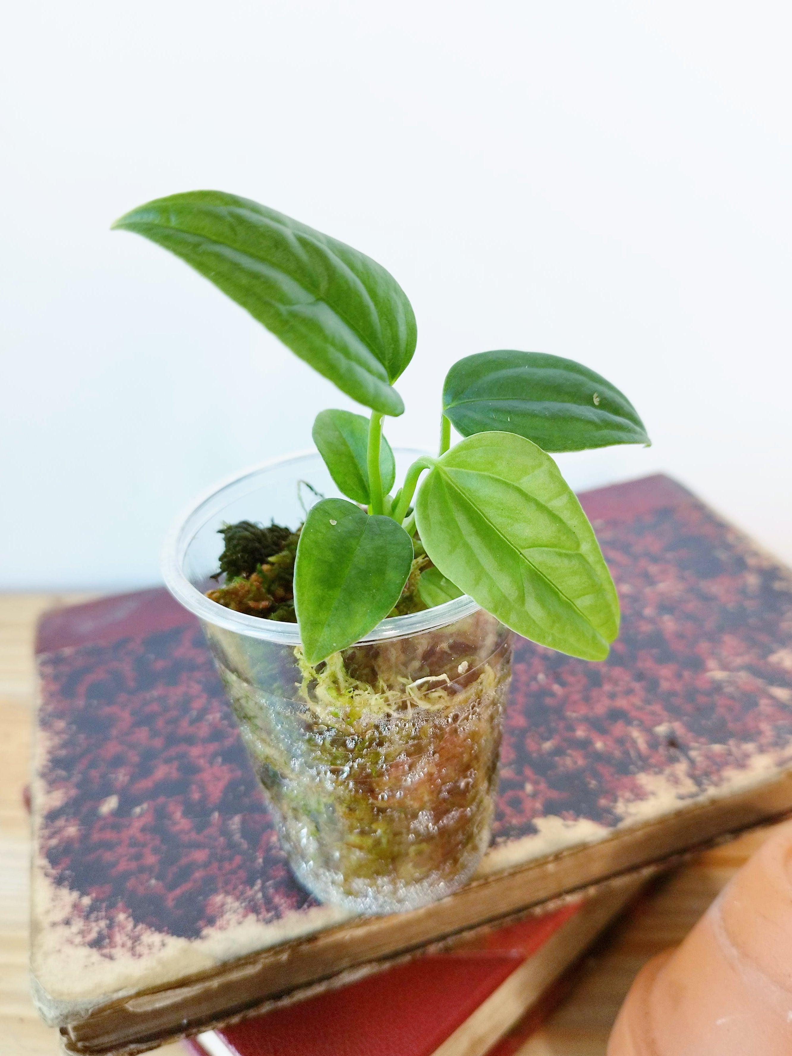 Anthurium lapoanum