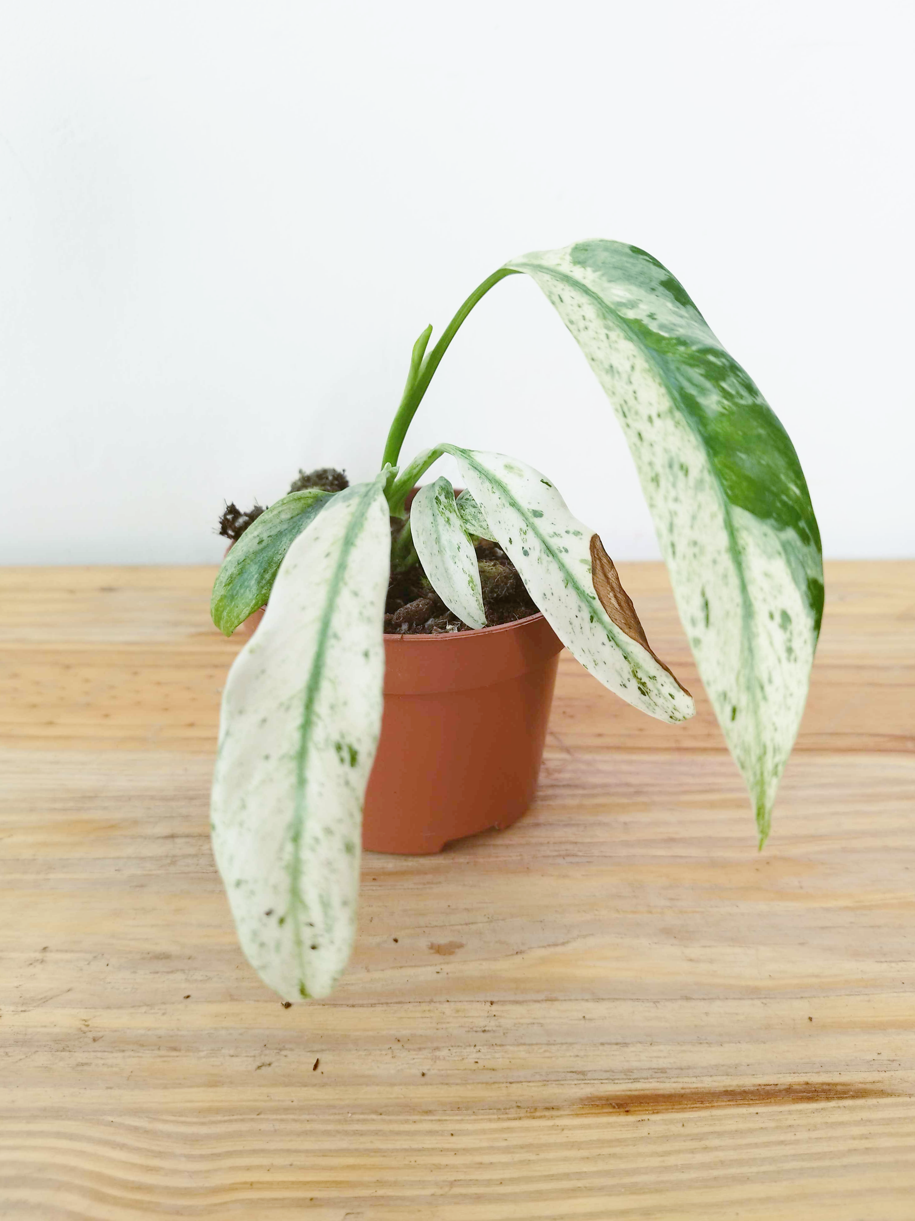 Rhaphidophora puberula Variegata -IMPARFAITE-