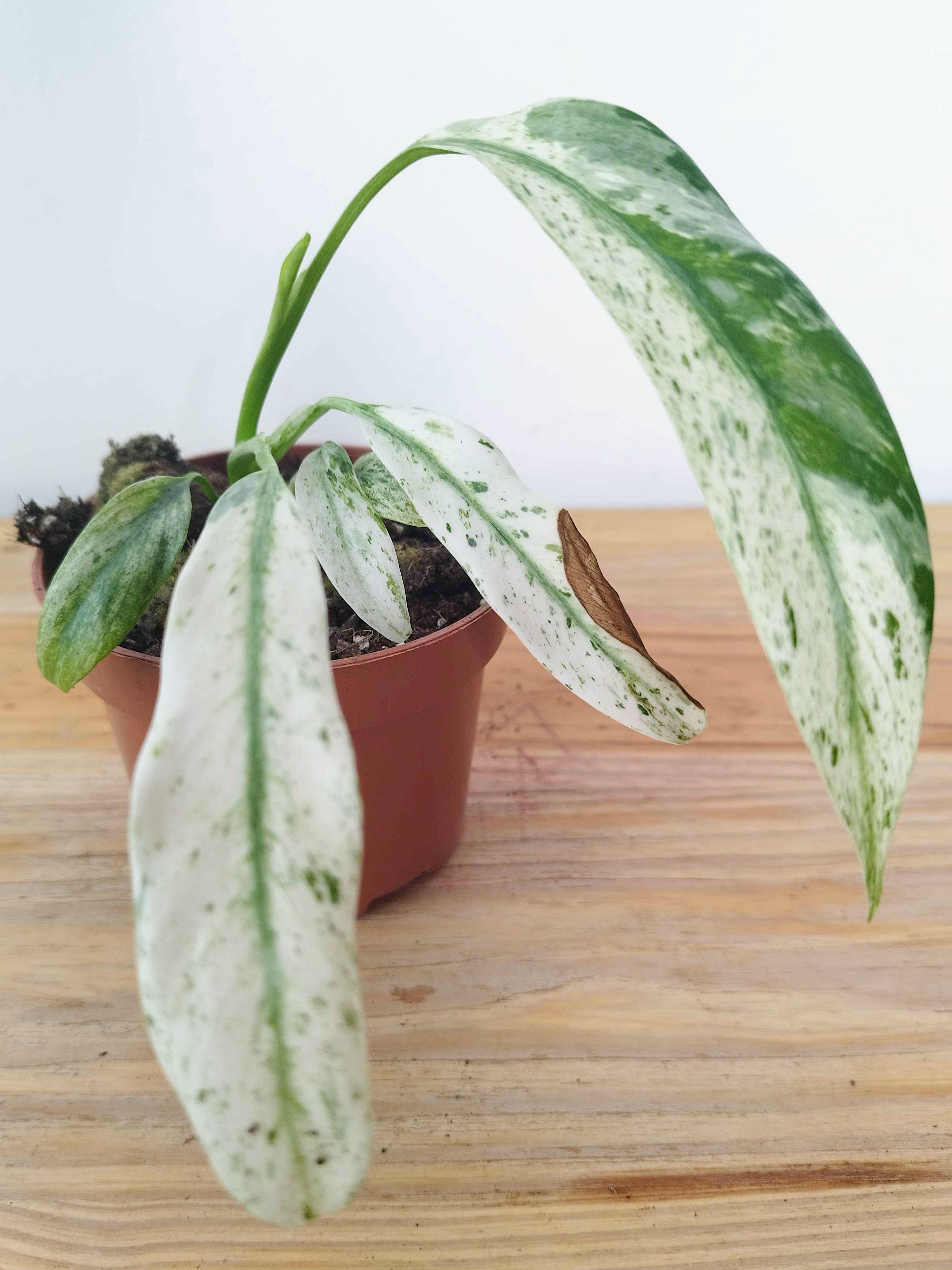 Rhaphidophora puberula Variegata -IMPARFAITE-