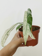 Rhaphidophora puberula Variegata -IMPARFAITE-