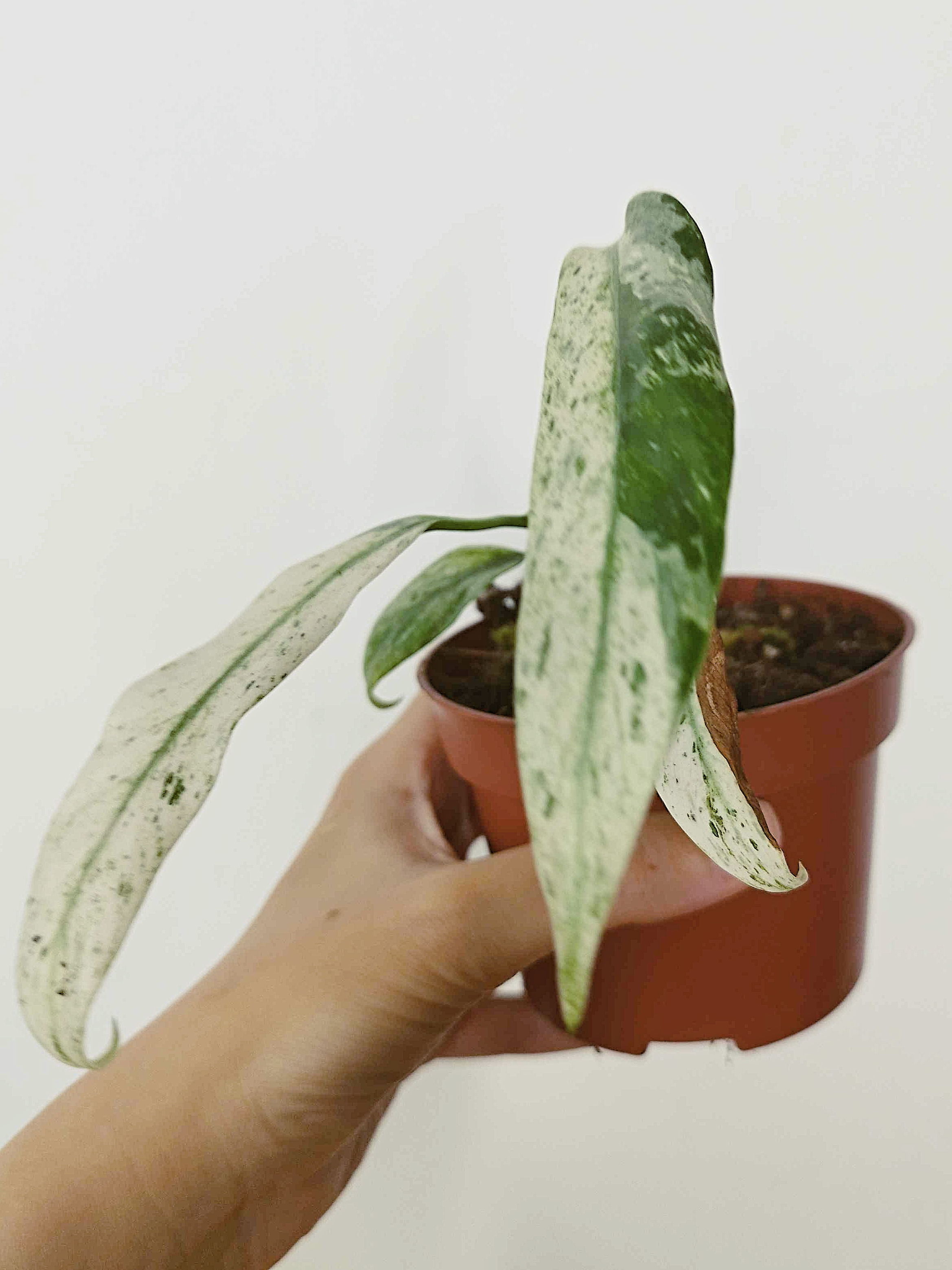 Rhaphidophora puberula Variegata -IMPARFAITE-