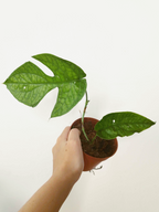 Amydrium medium spider -IMPARFAITE-