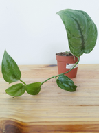 Scindapsus sp Kalimantan -IMPARFAITE-