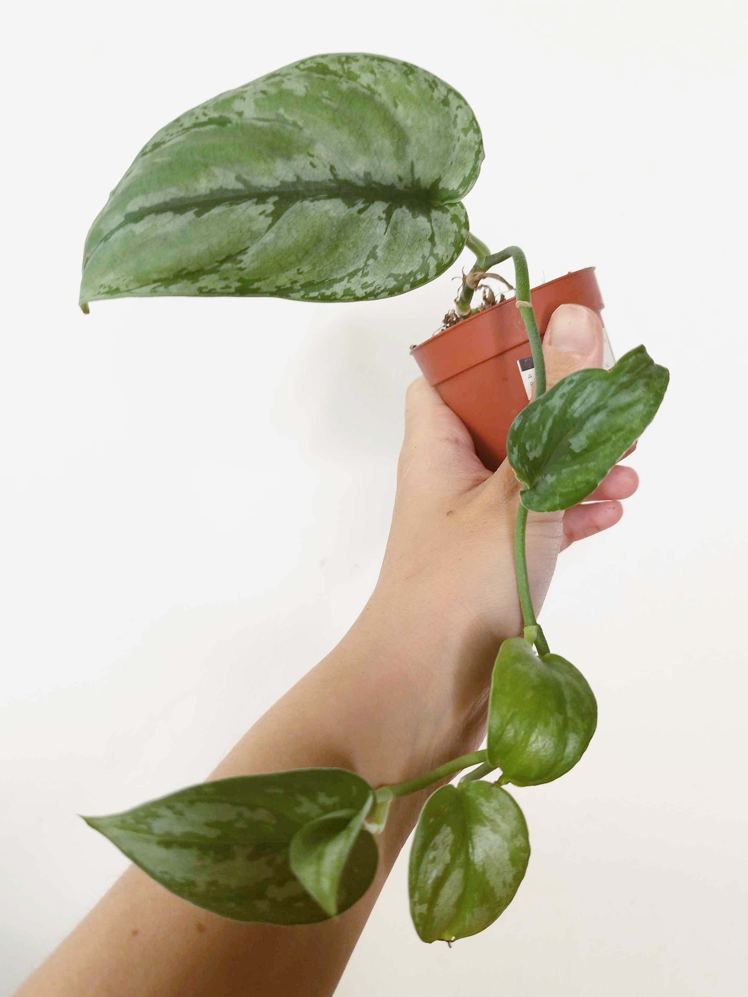 Scindapsus sp Kalimantan -IMPARFAITE-