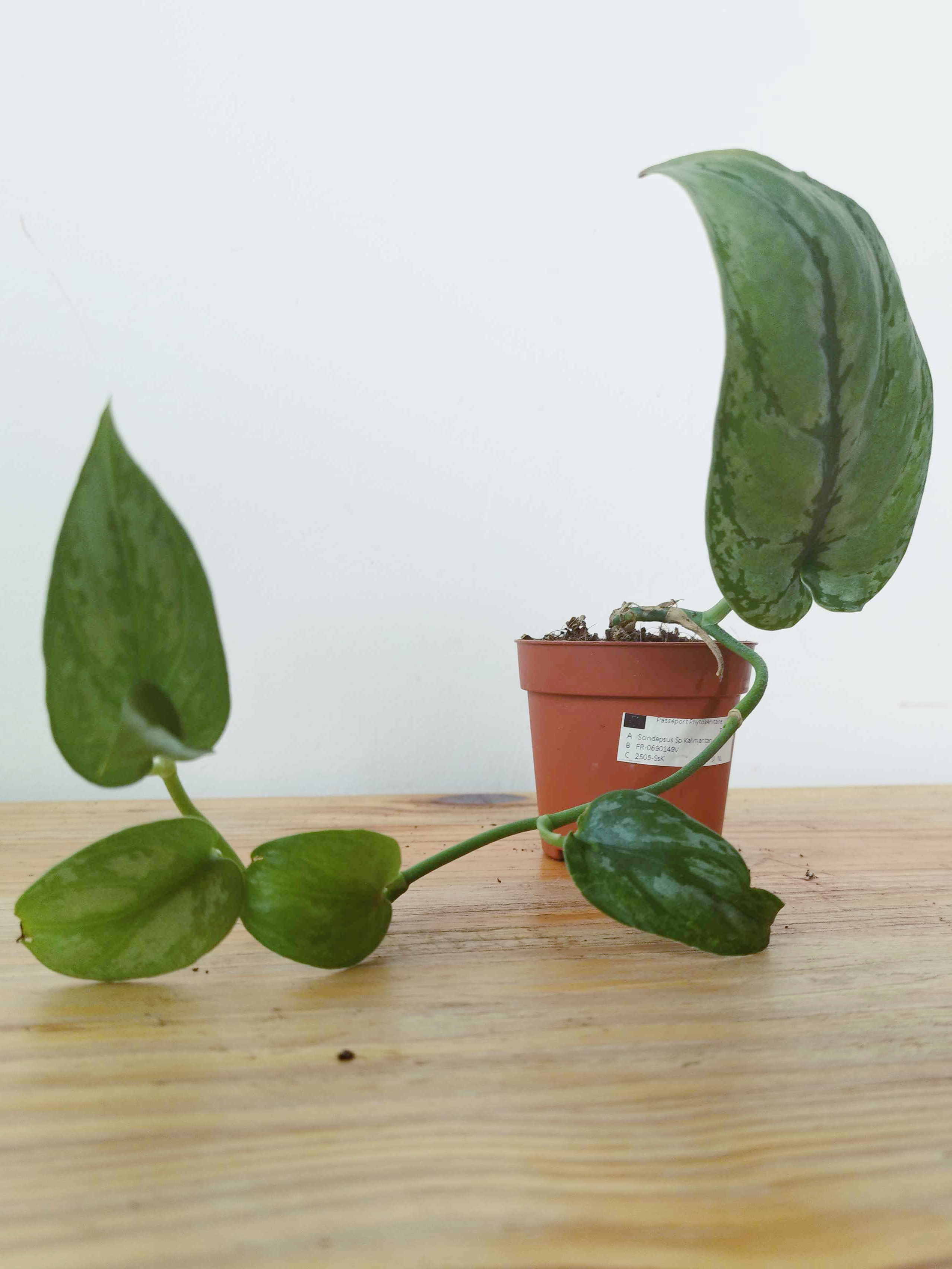 Scindapsus sp Kalimantan -IMPARFAITE-