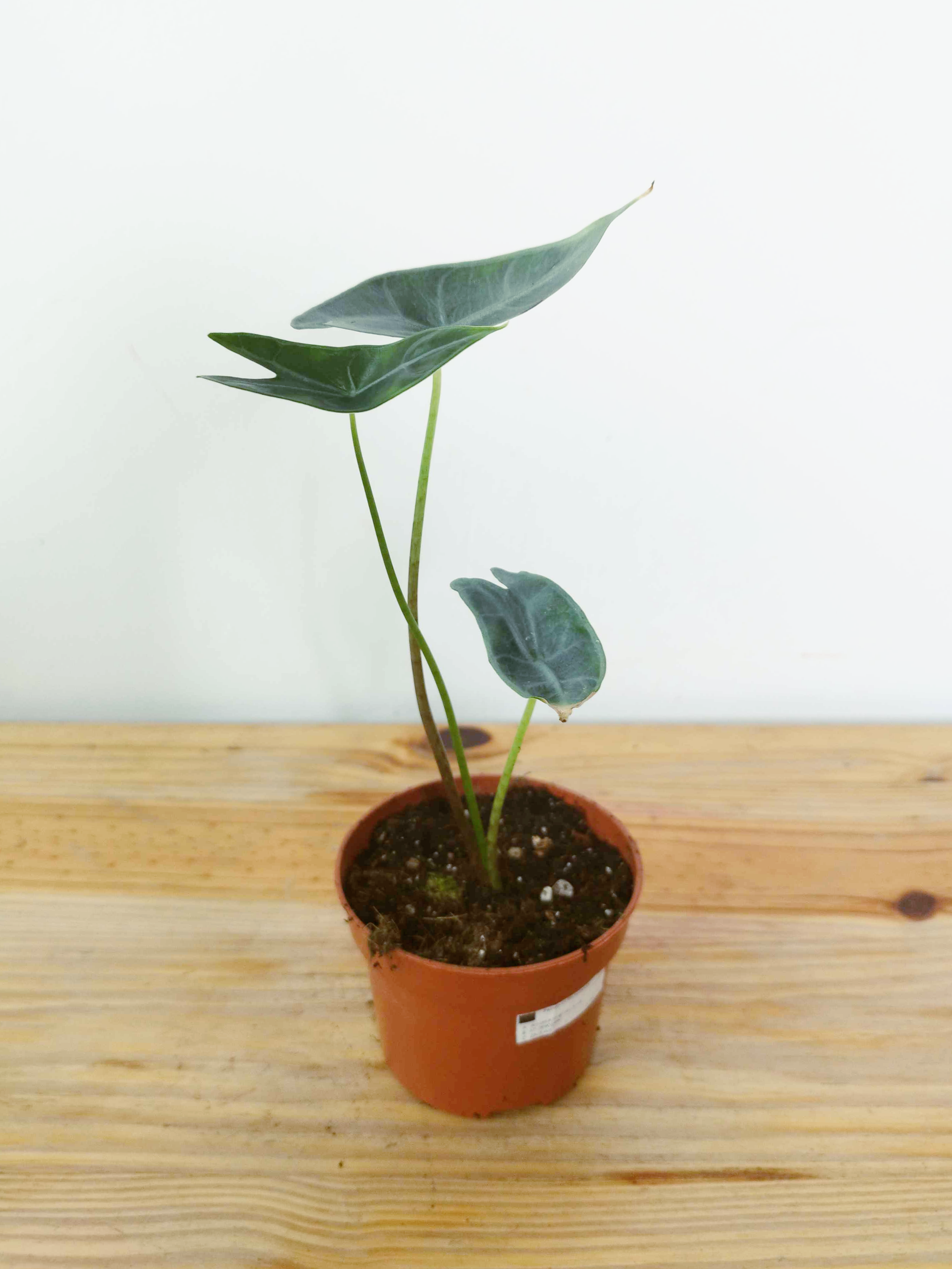 Alocasia longiloba Silver -IMPARFAITE-