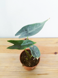 Alocasia longiloba Silver -IMPARFAITE-