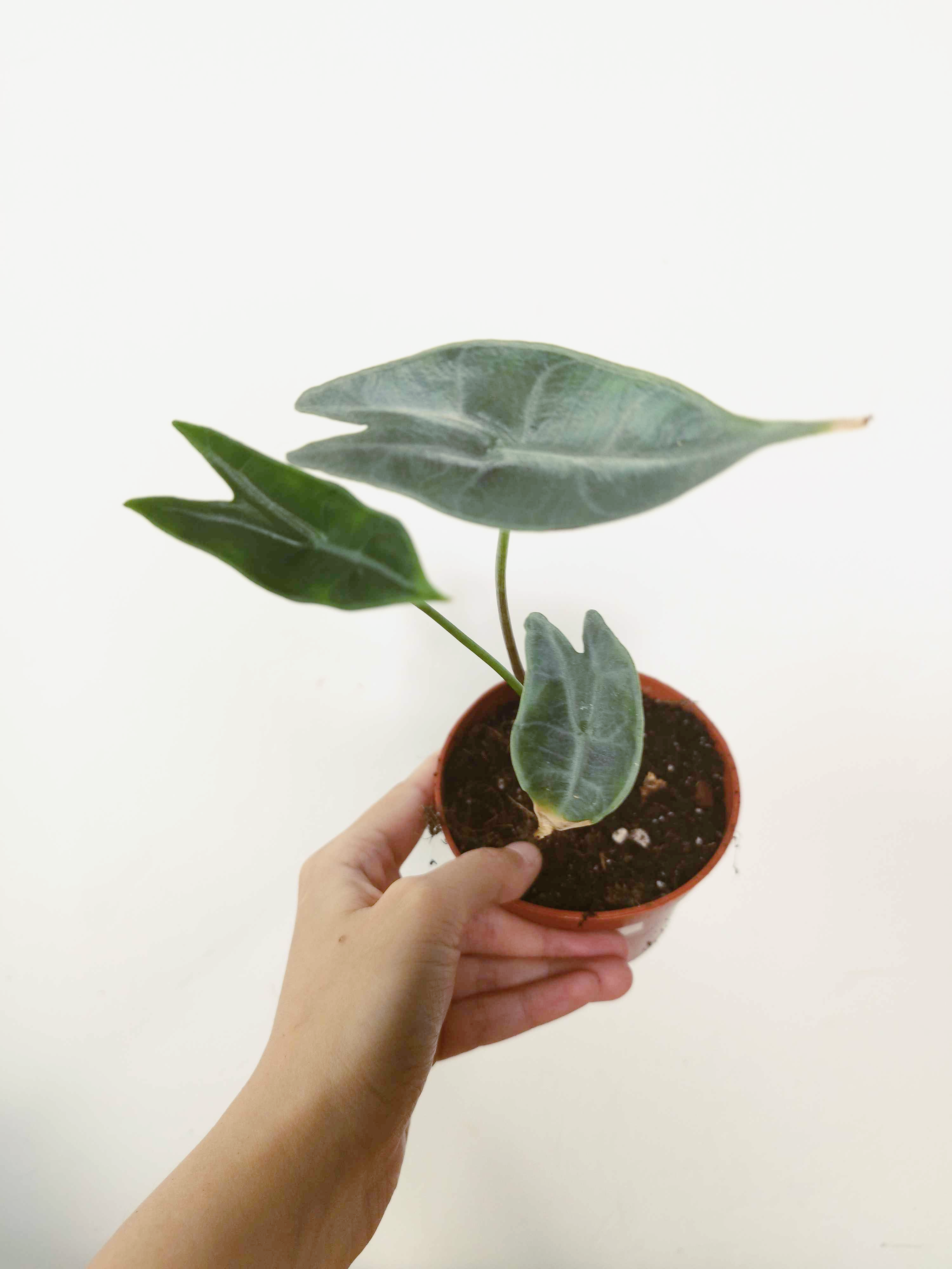 Alocasia longiloba Silver -IMPARFAITE-