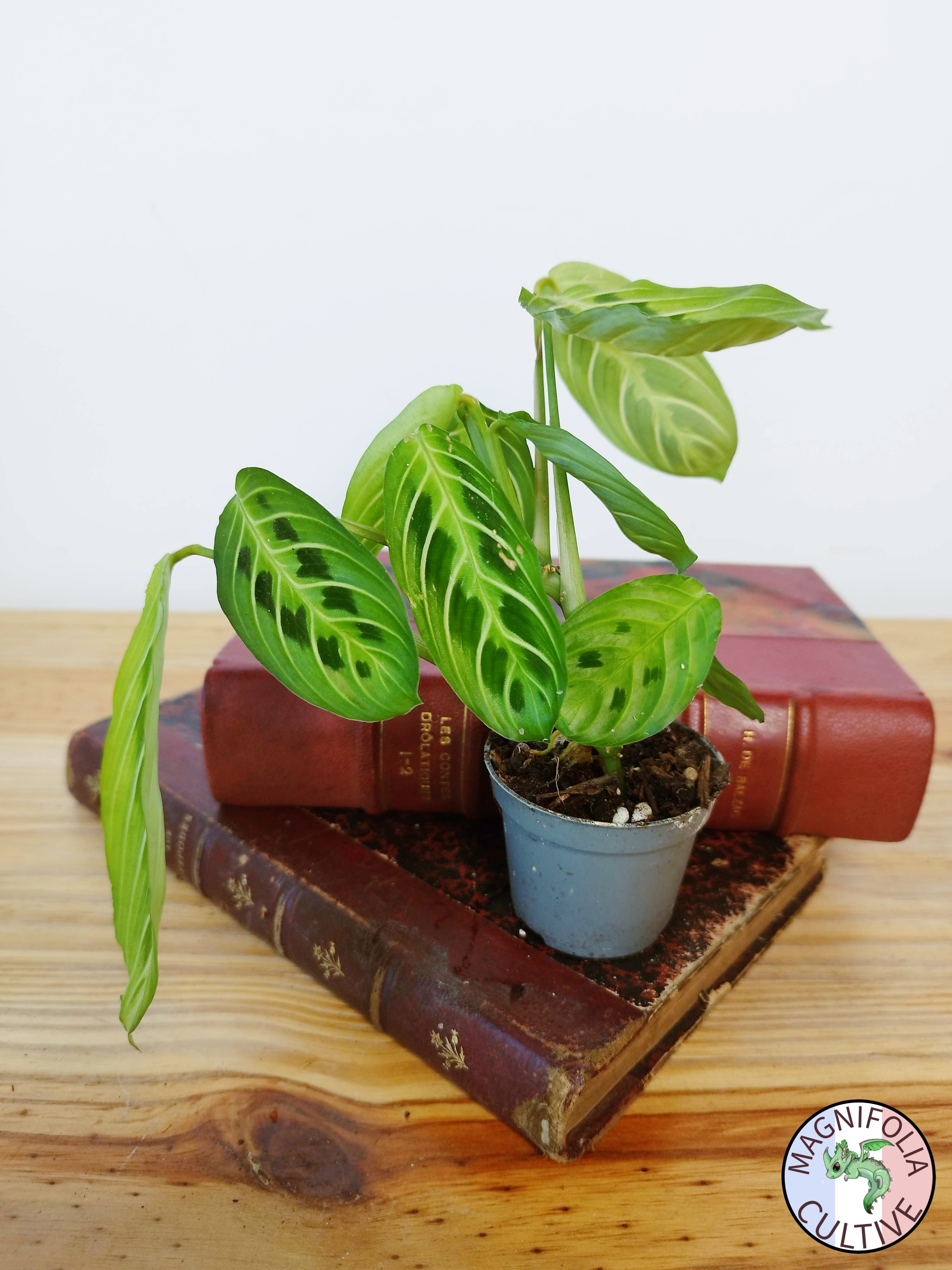 Maranta leuconeura 'Lemon Lime'