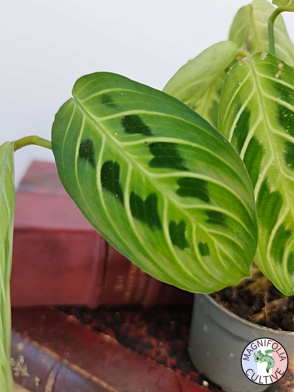 Maranta leuconeura 'Lemon Lime'