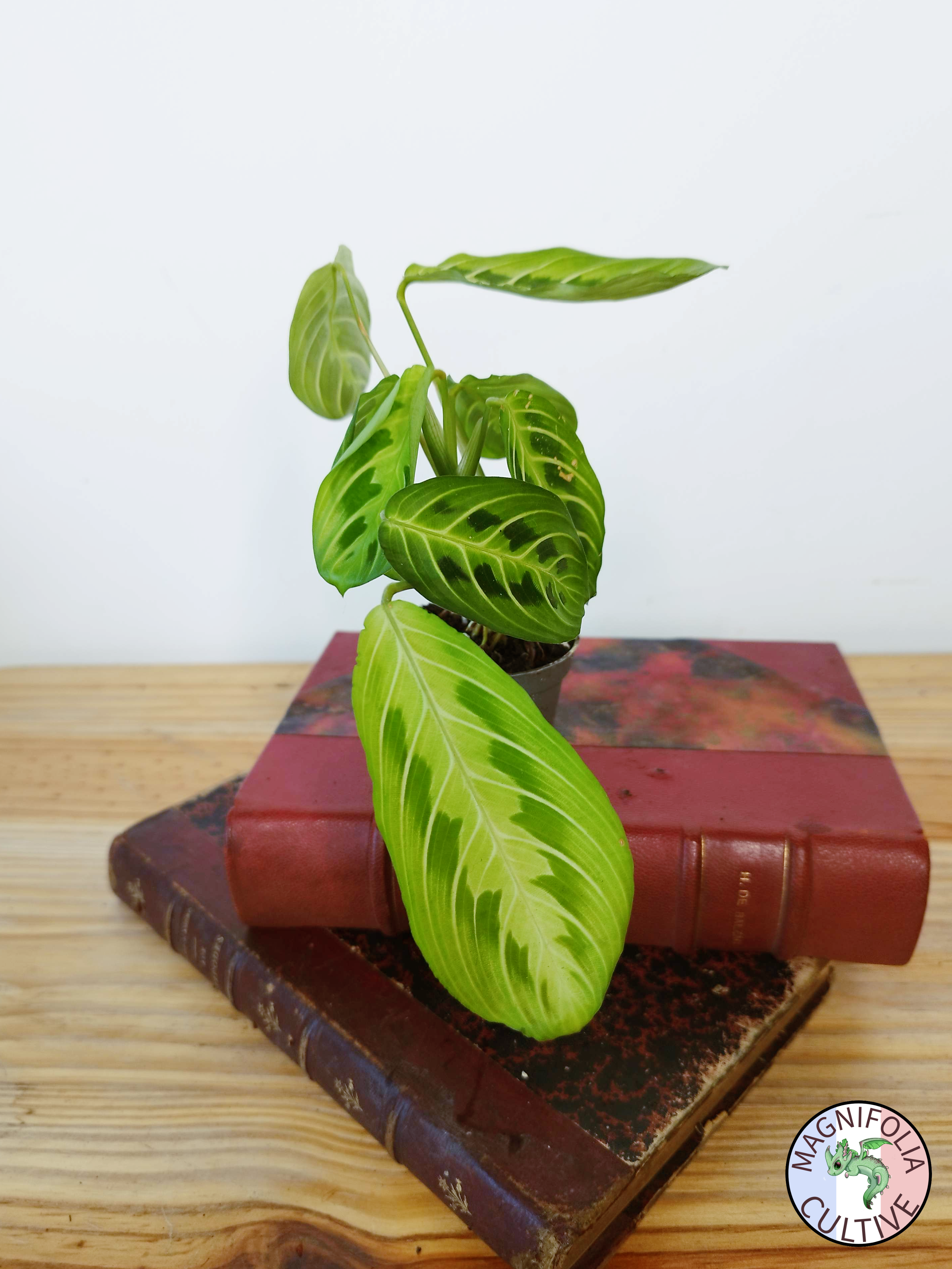 Maranta leuconeura 'Lemon Lime'