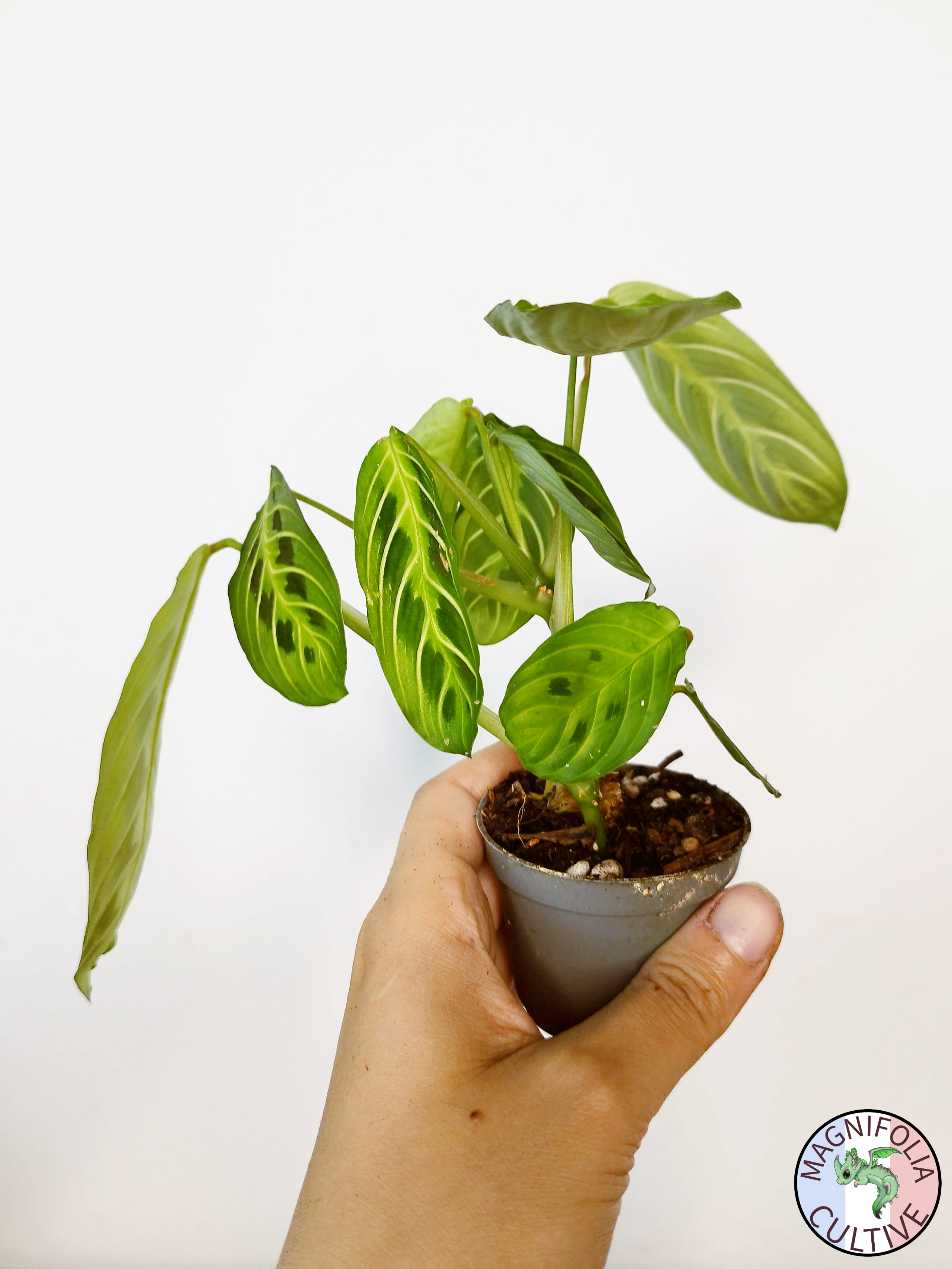 Maranta leuconeura 'Lemon Lime'