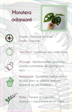 Monstera adansonii Mint