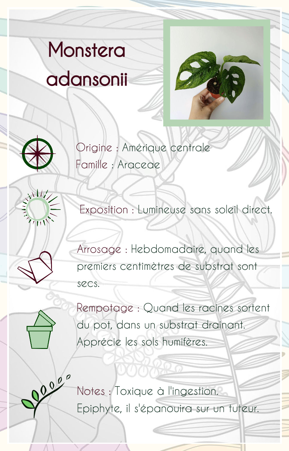 Monstera adansonii Mint