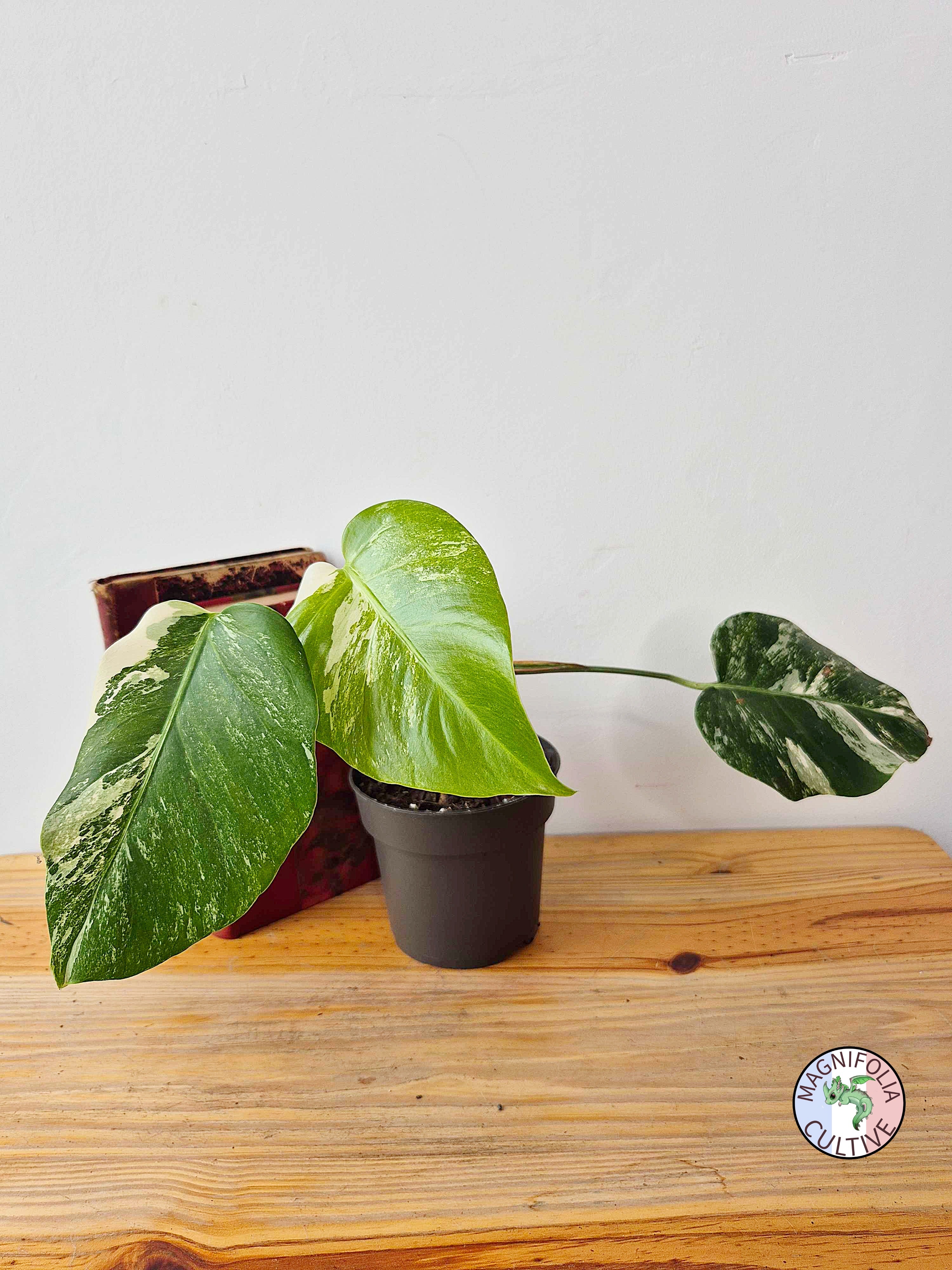 Monstera deliciosa Variegata