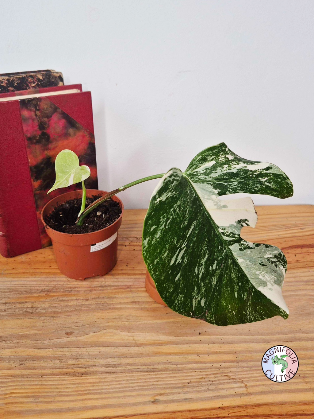 Monstera deliciosa Variegata