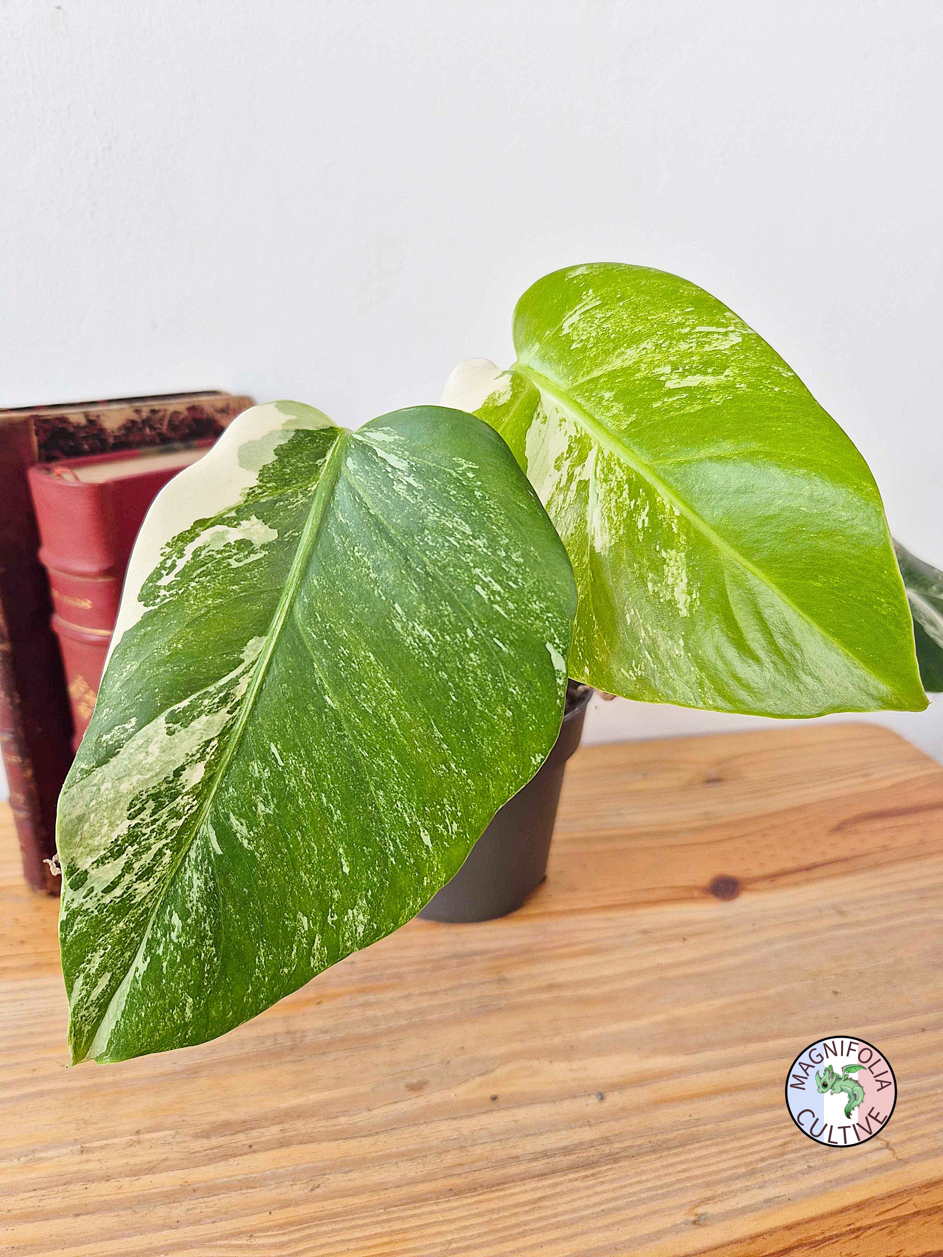 Monstera deliciosa Variegata