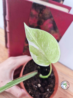 Monstera deliciosa Variegata